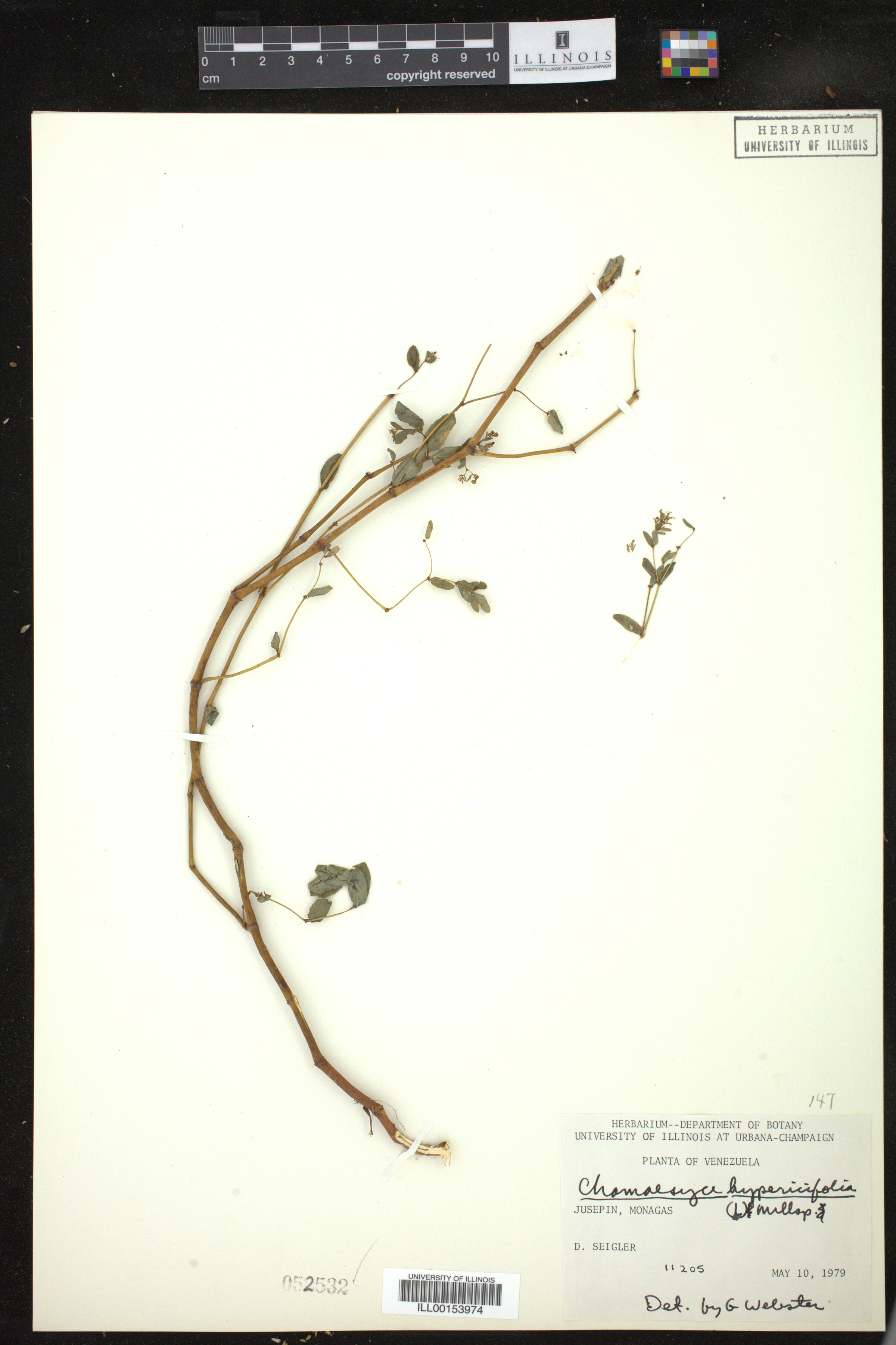 Euphorbia hypericifolia image