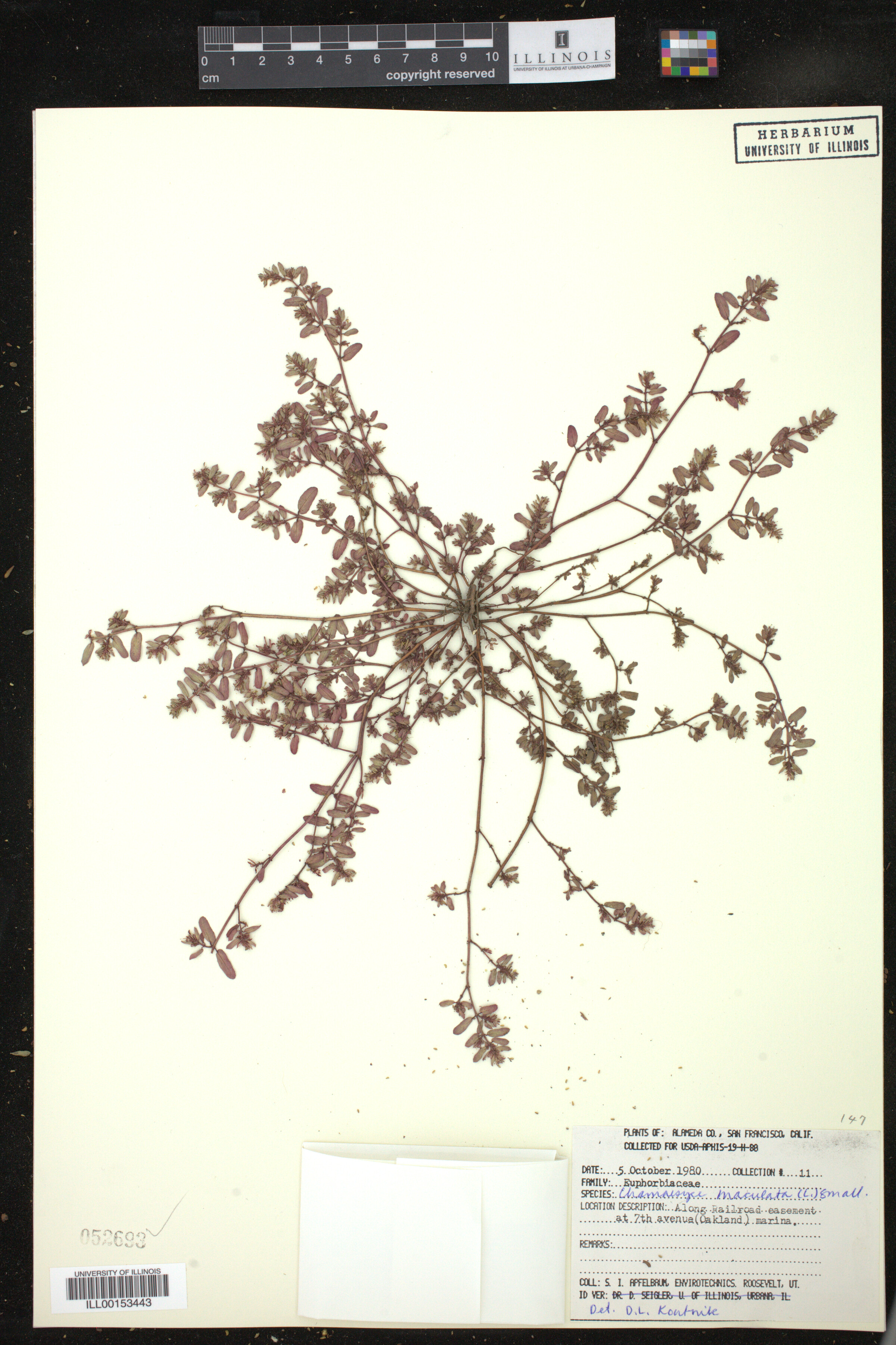 Chamaesyce maculata image
