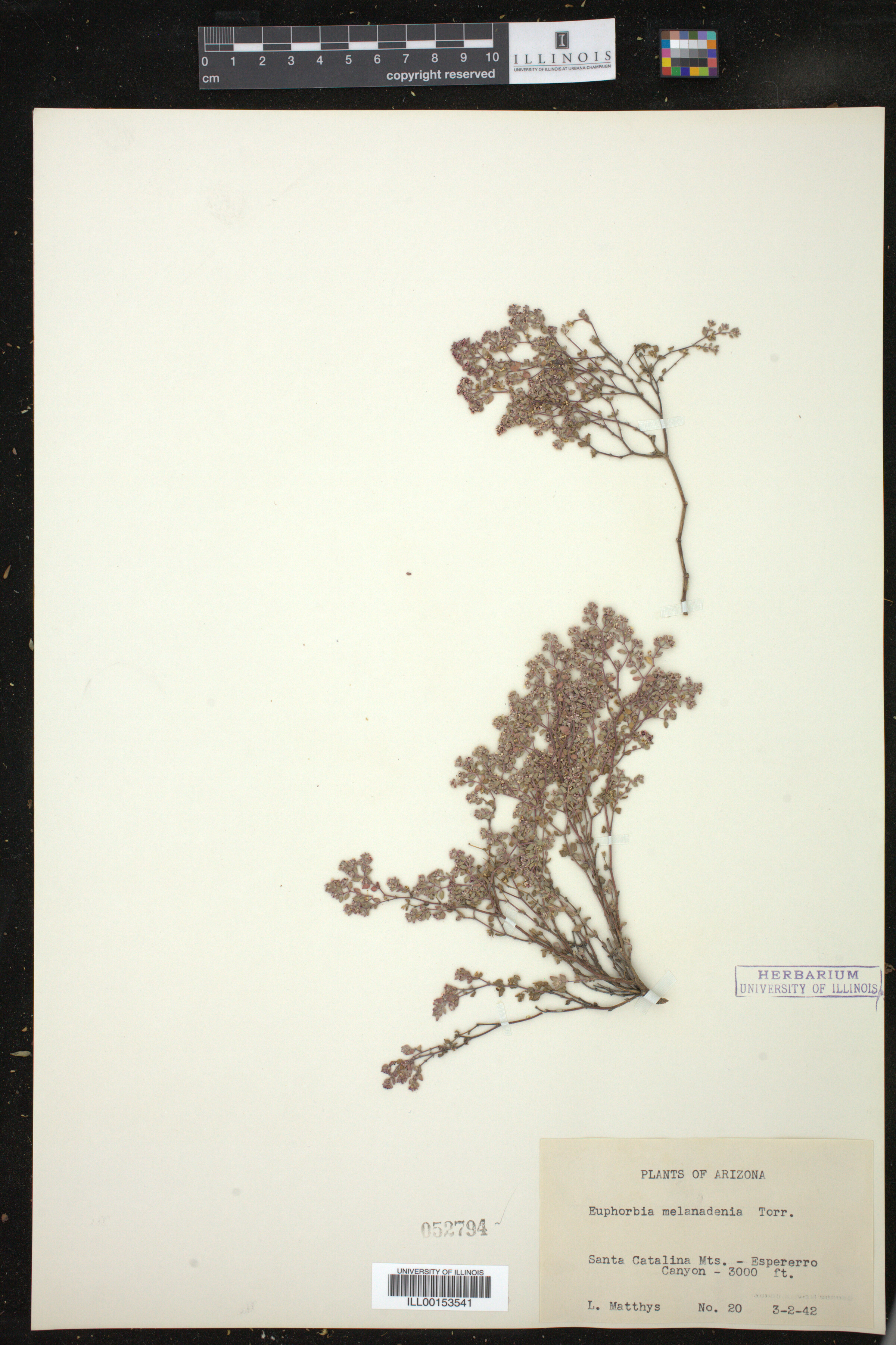 Euphorbia melanadenia image