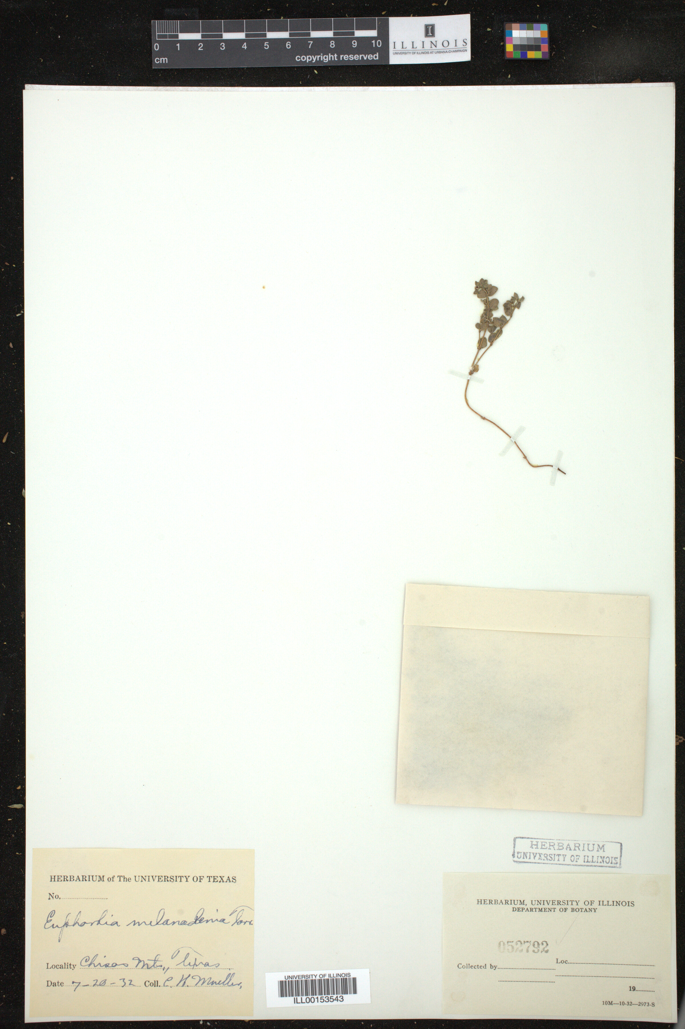 Euphorbia melanadenia image