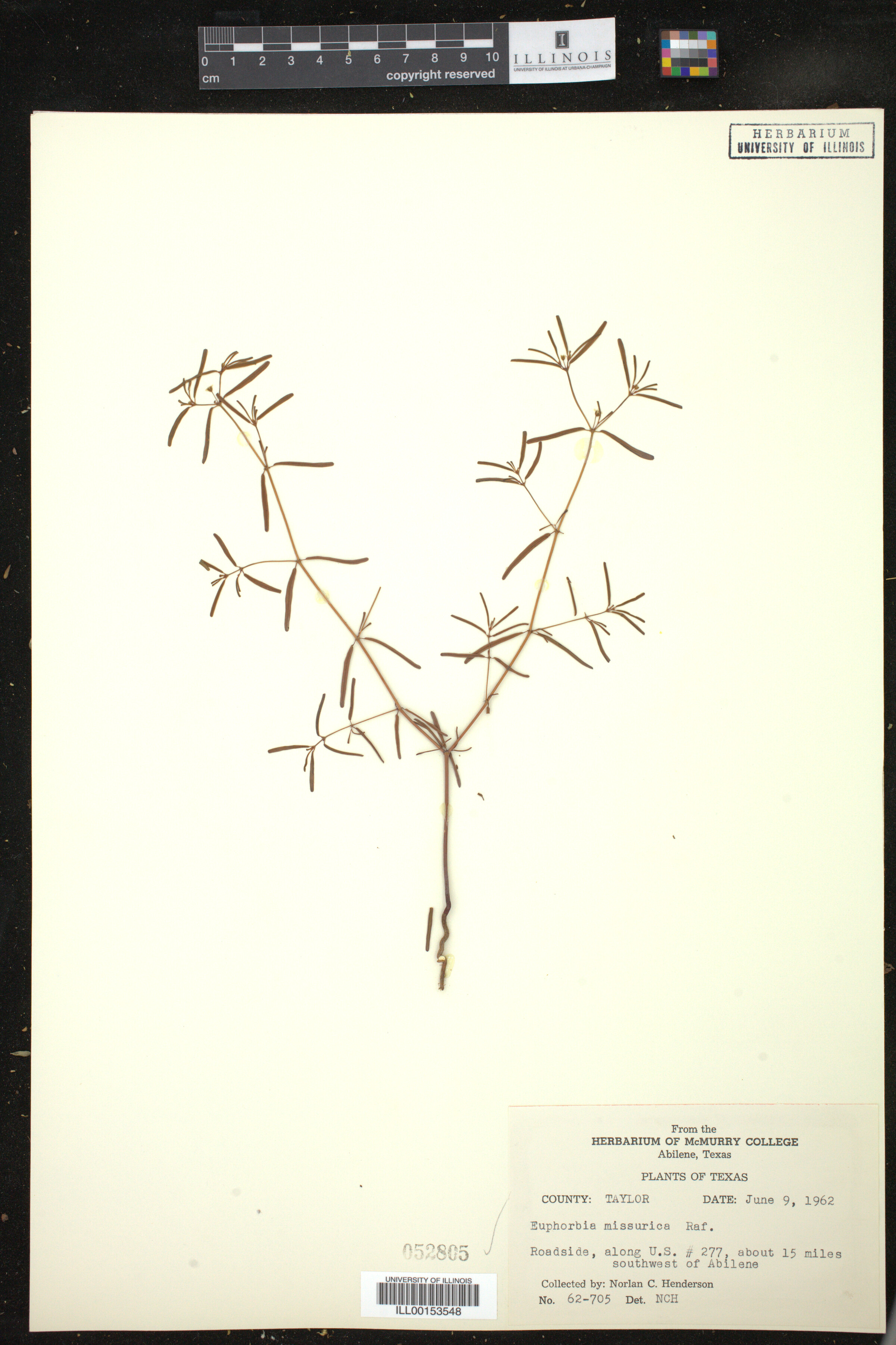 Euphorbia missurica image