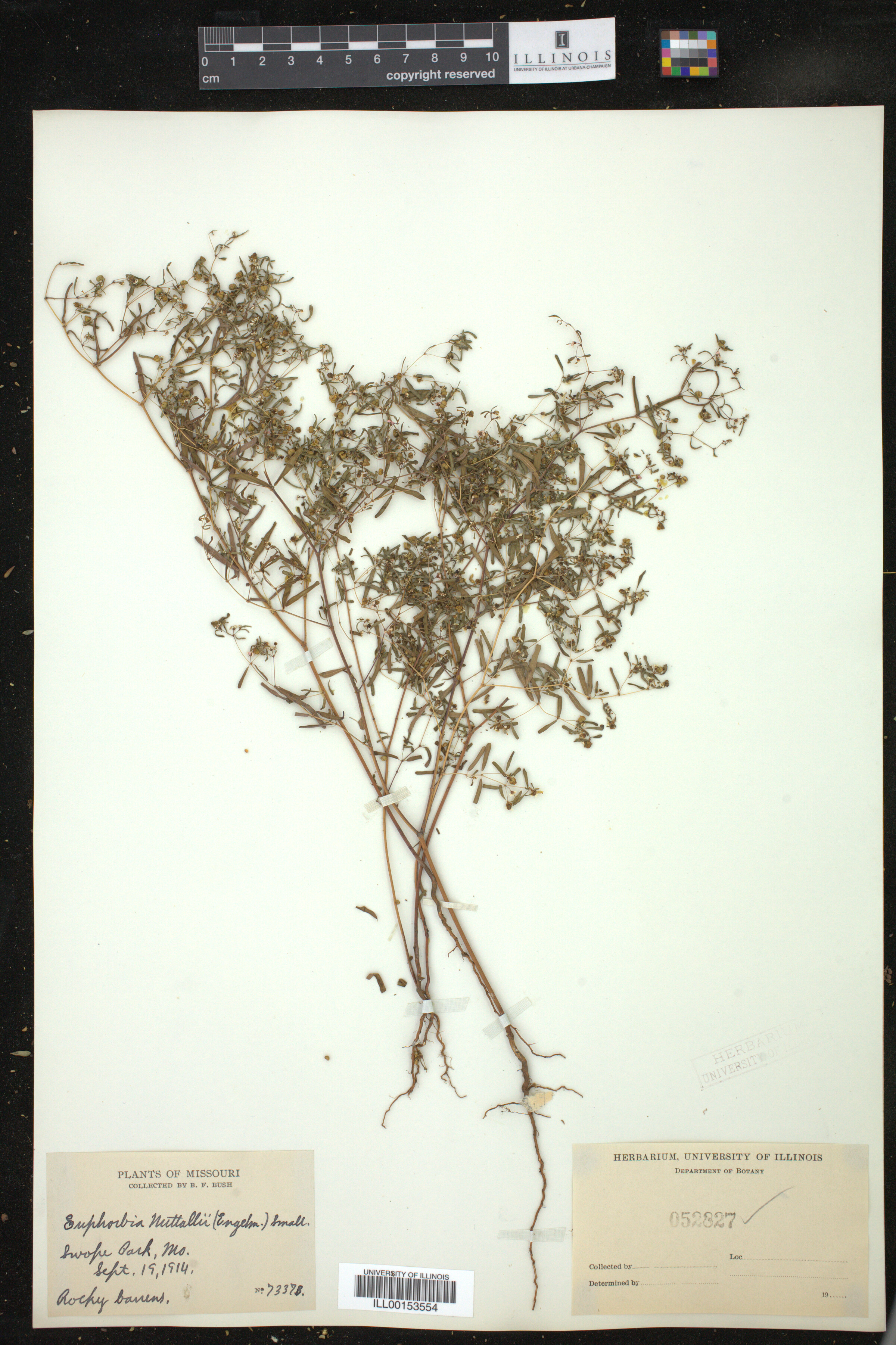 Euphorbia missurica image