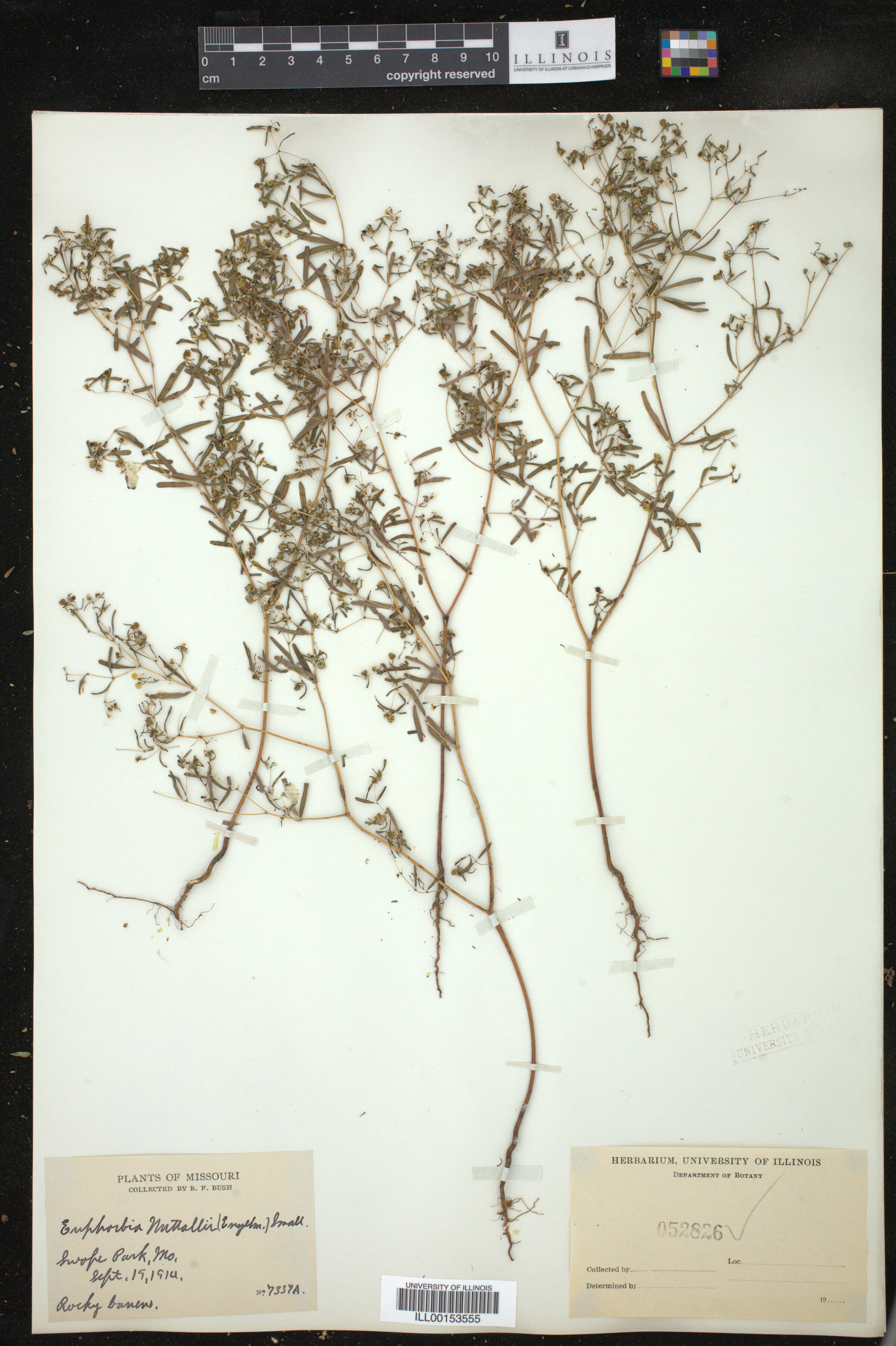 Euphorbia missurica image