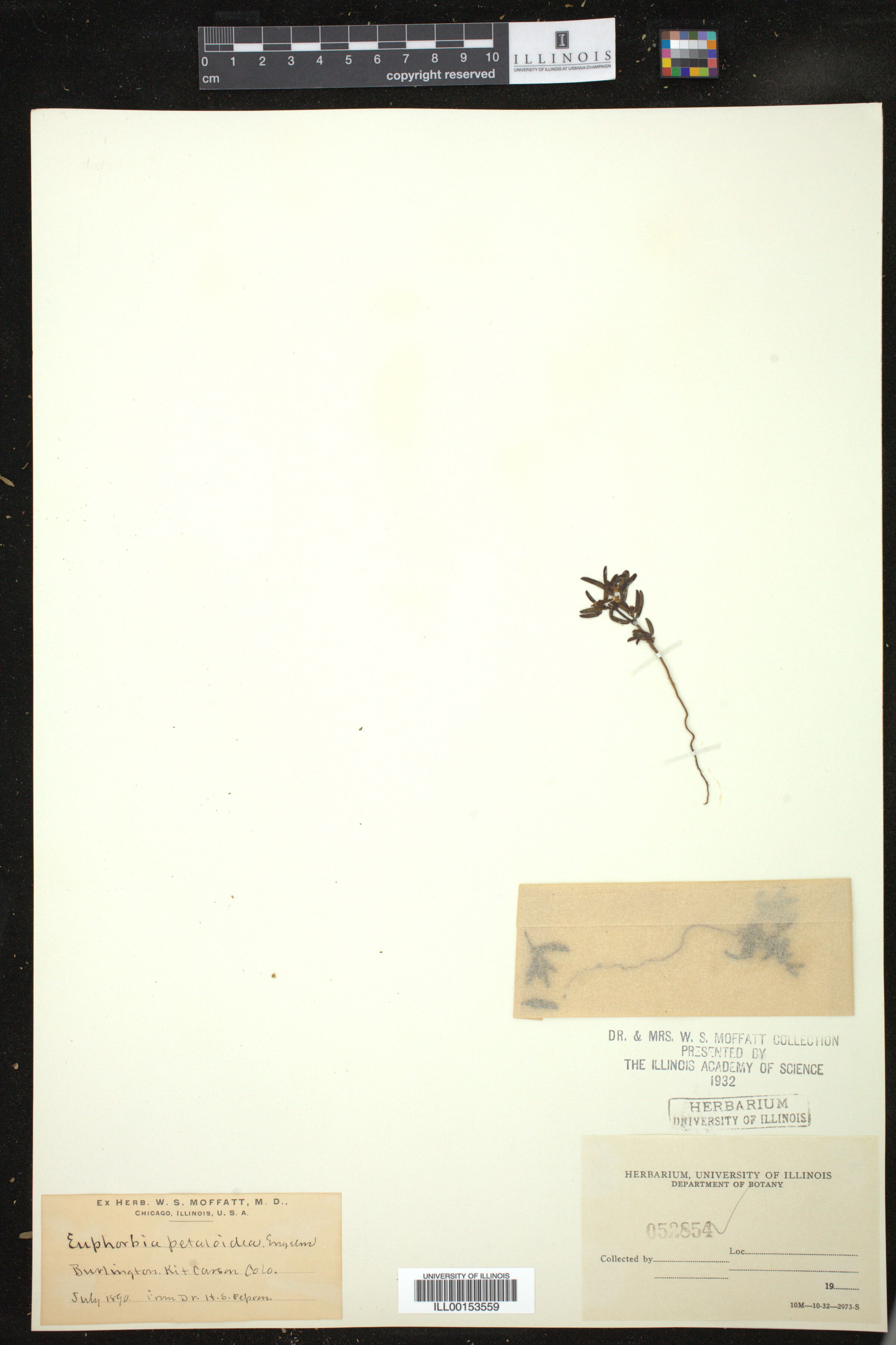 Euphorbia missurica image