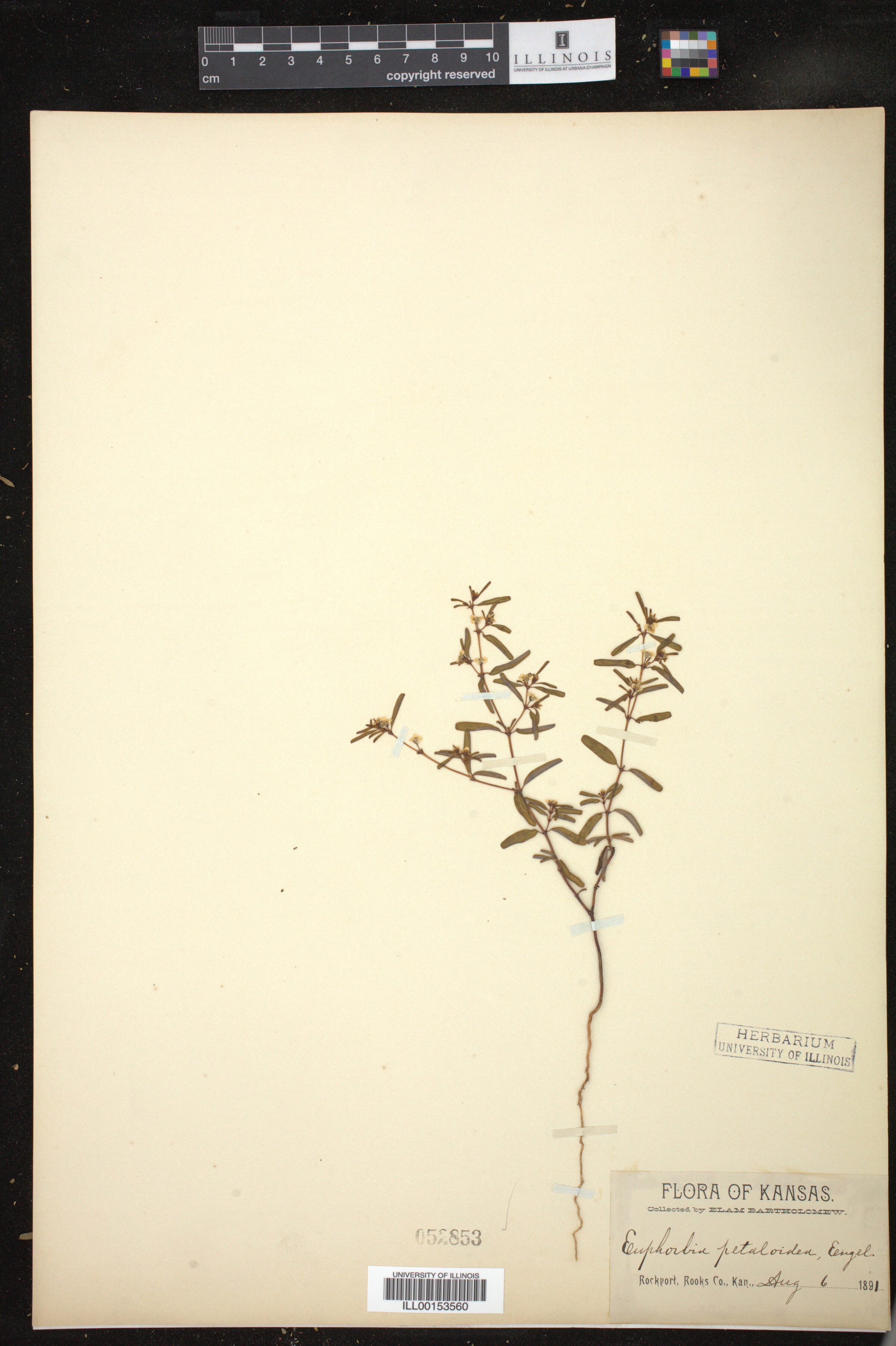 Euphorbia missurica image