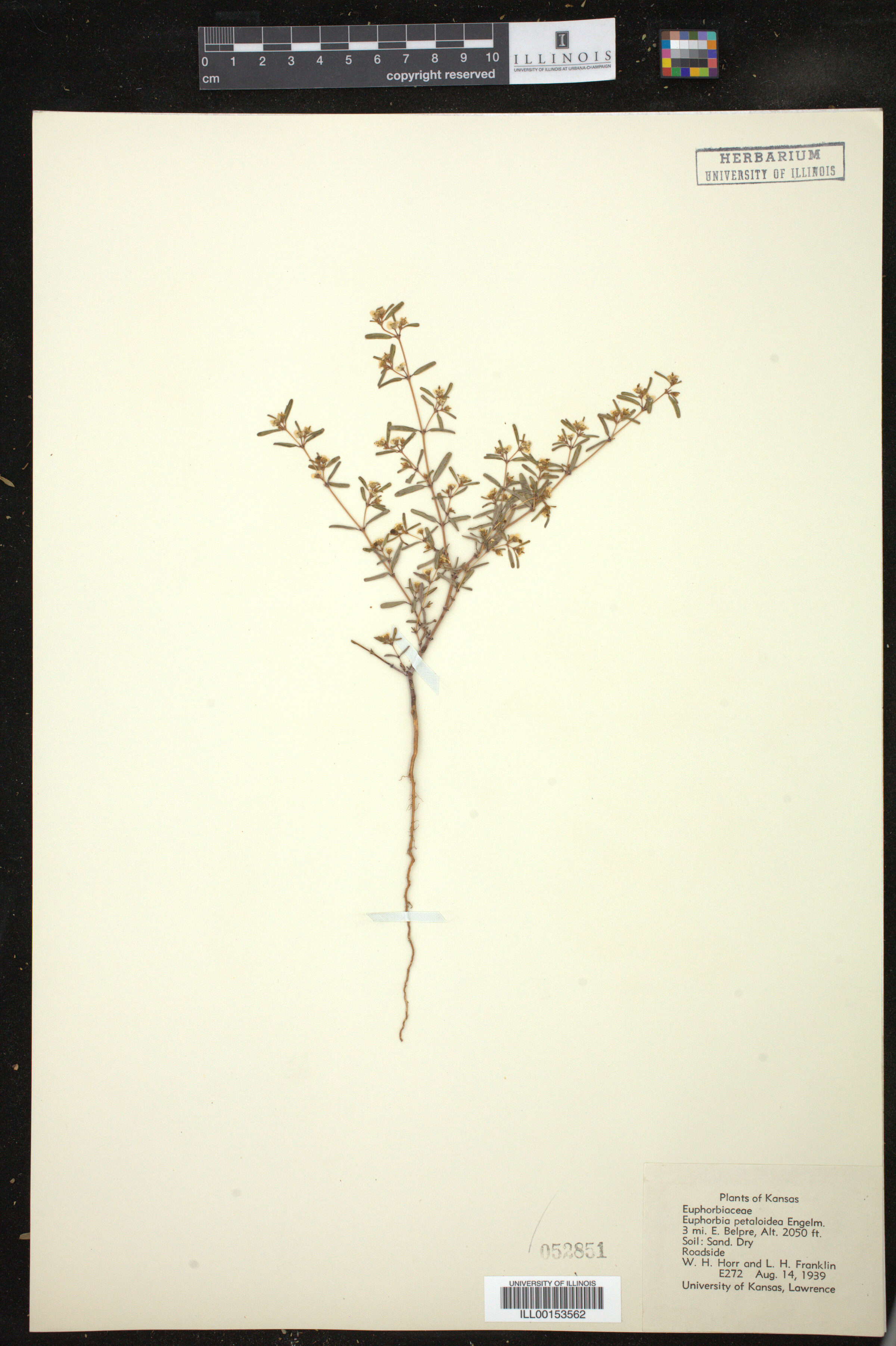 Euphorbia missurica image