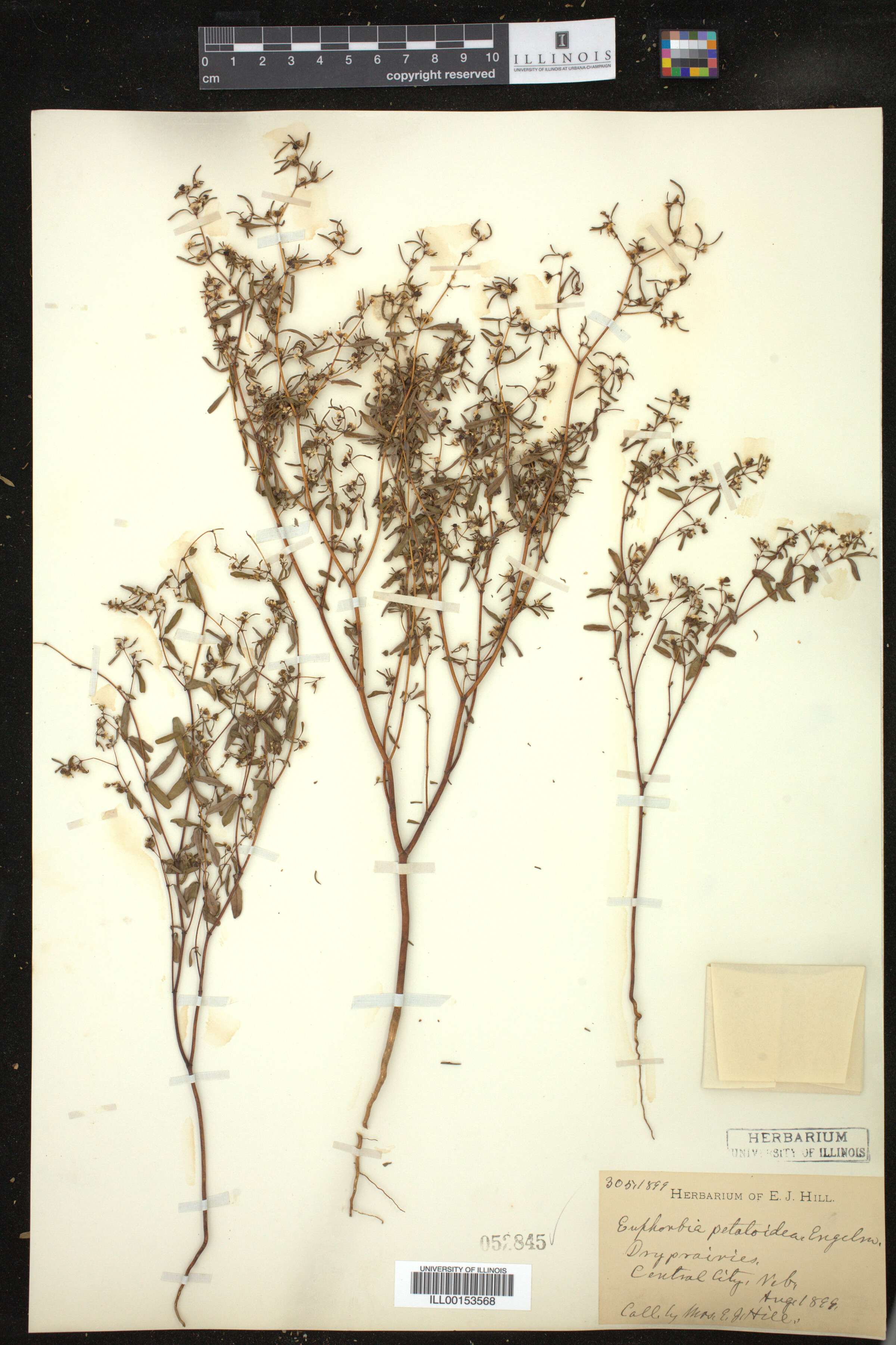 Euphorbia missurica image