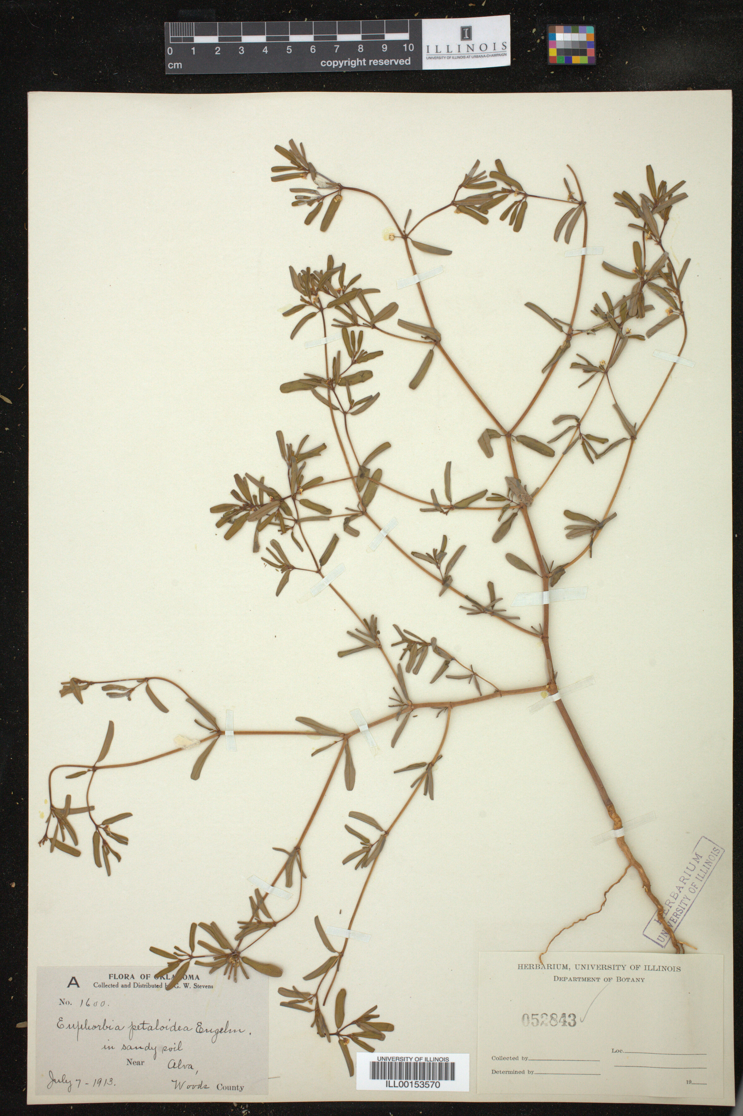 Euphorbia missurica image