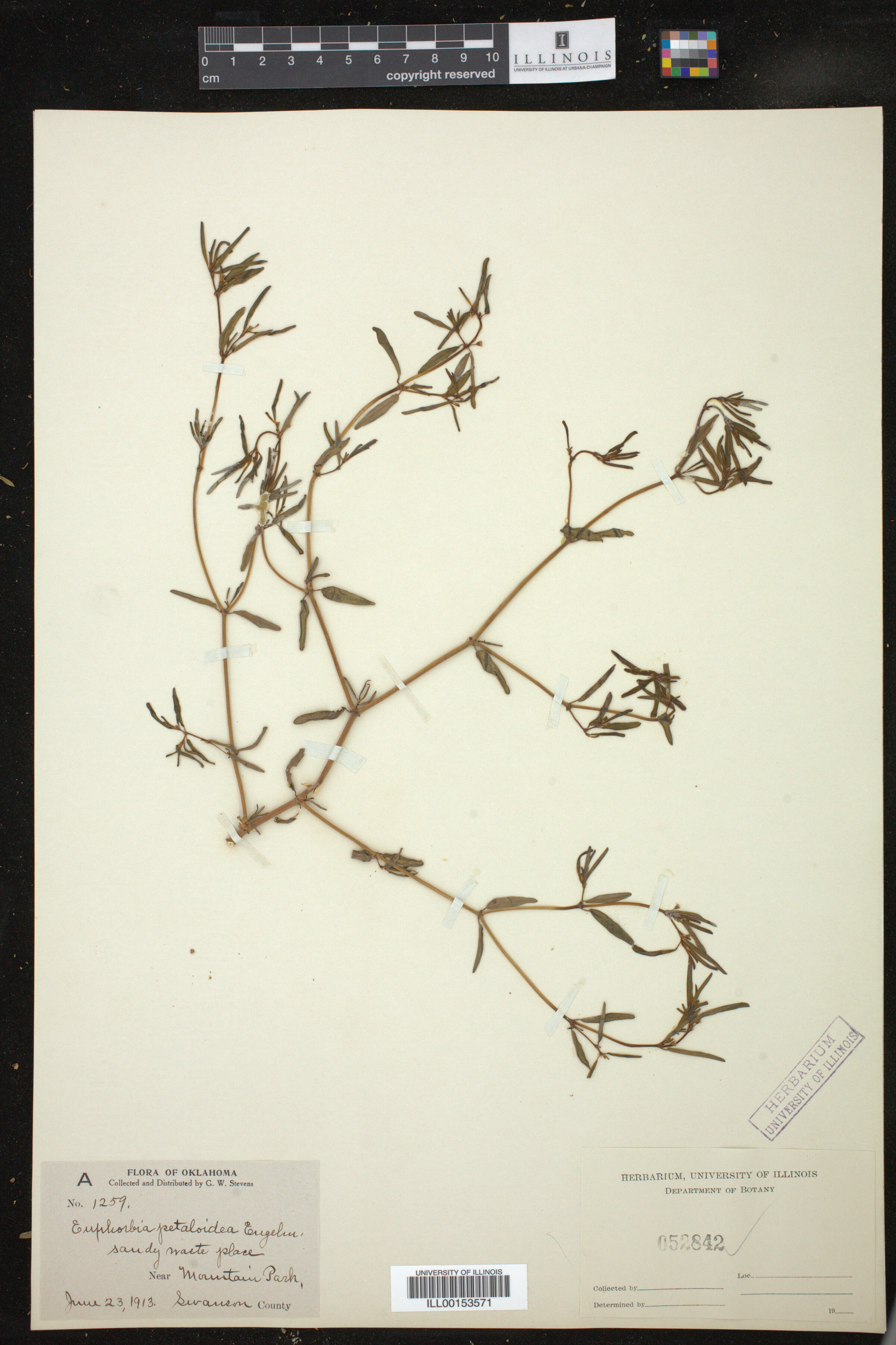 Euphorbia missurica image