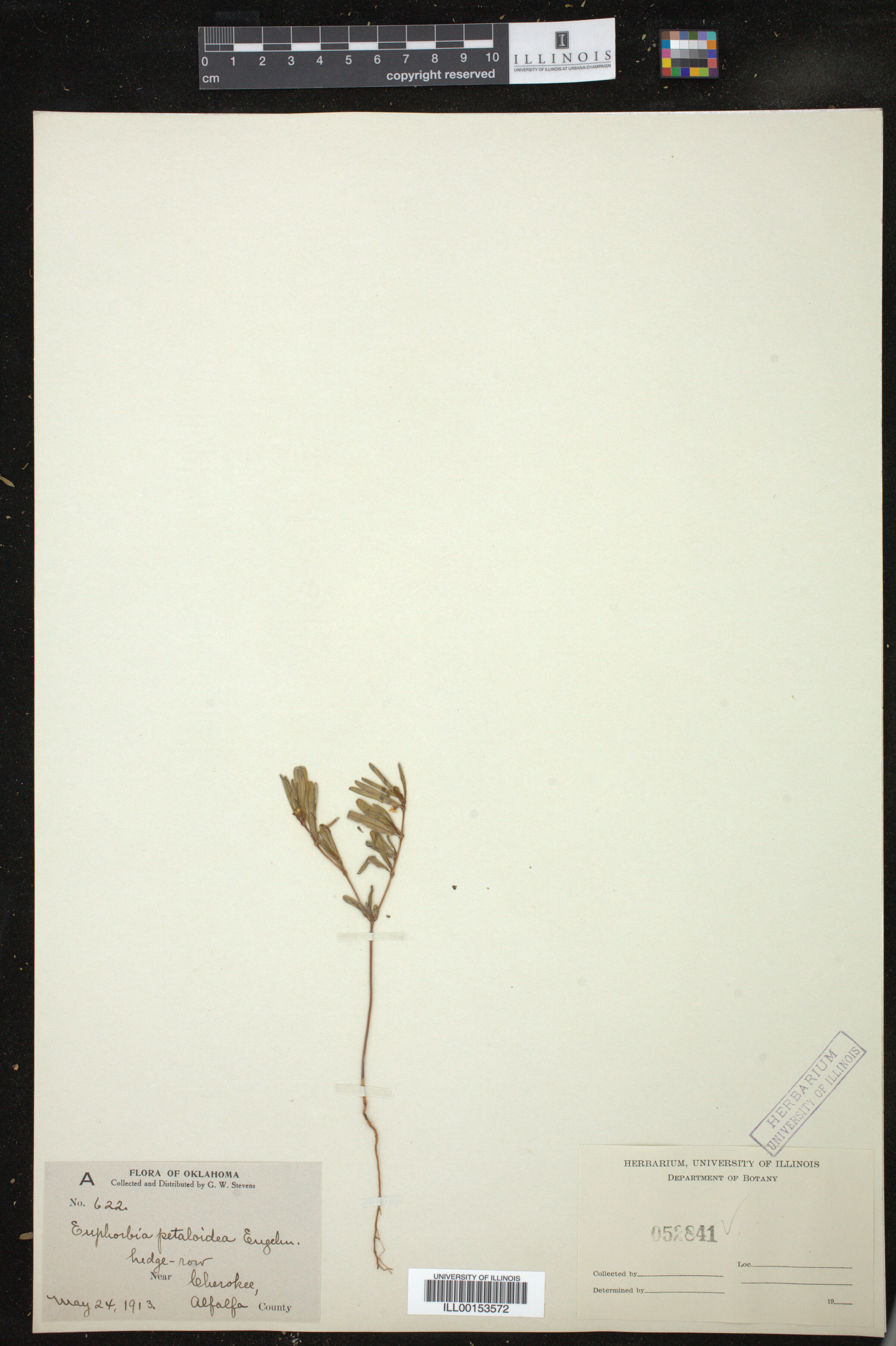 Euphorbia missurica image