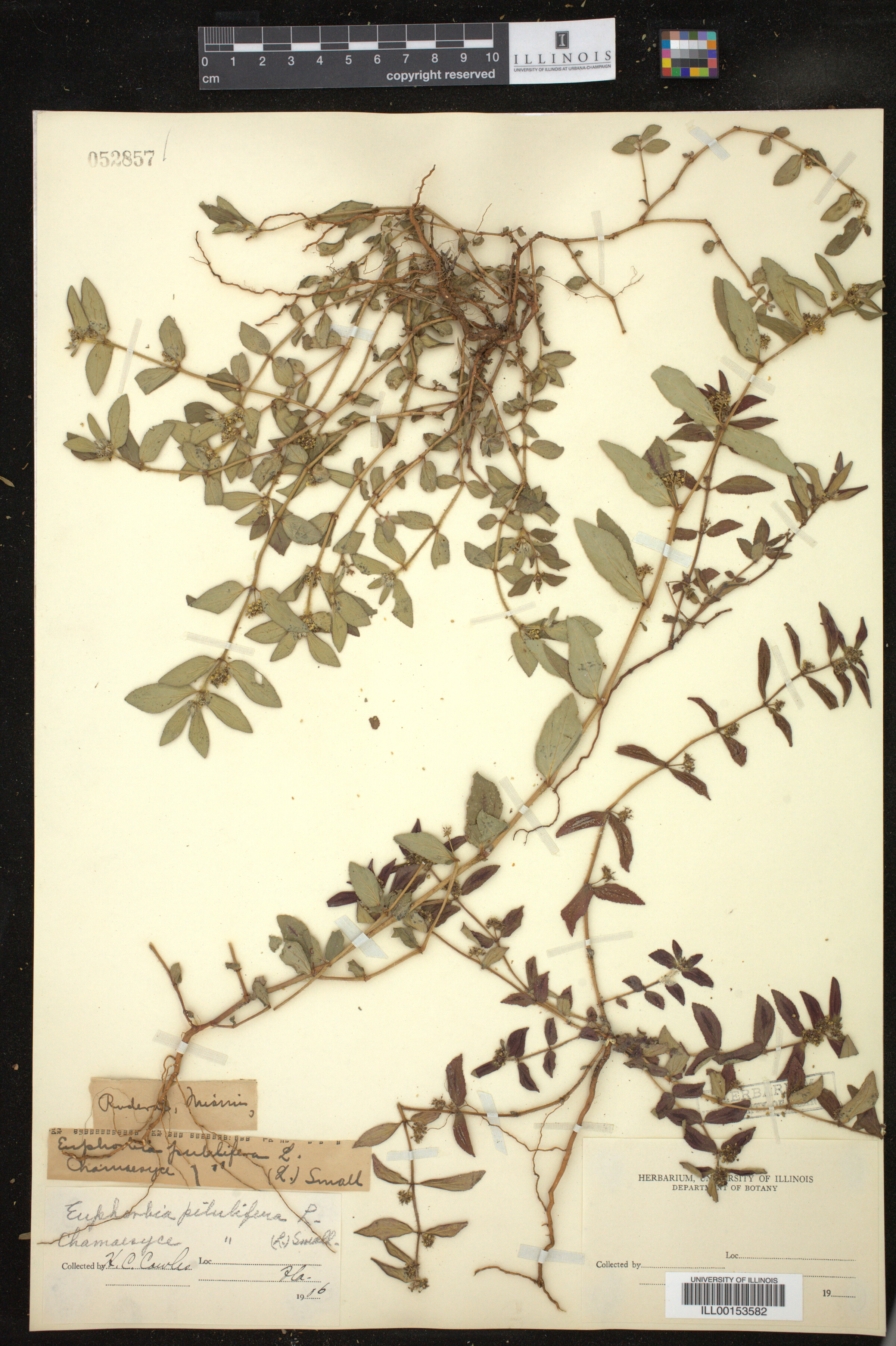 Euphorbia parviflora image