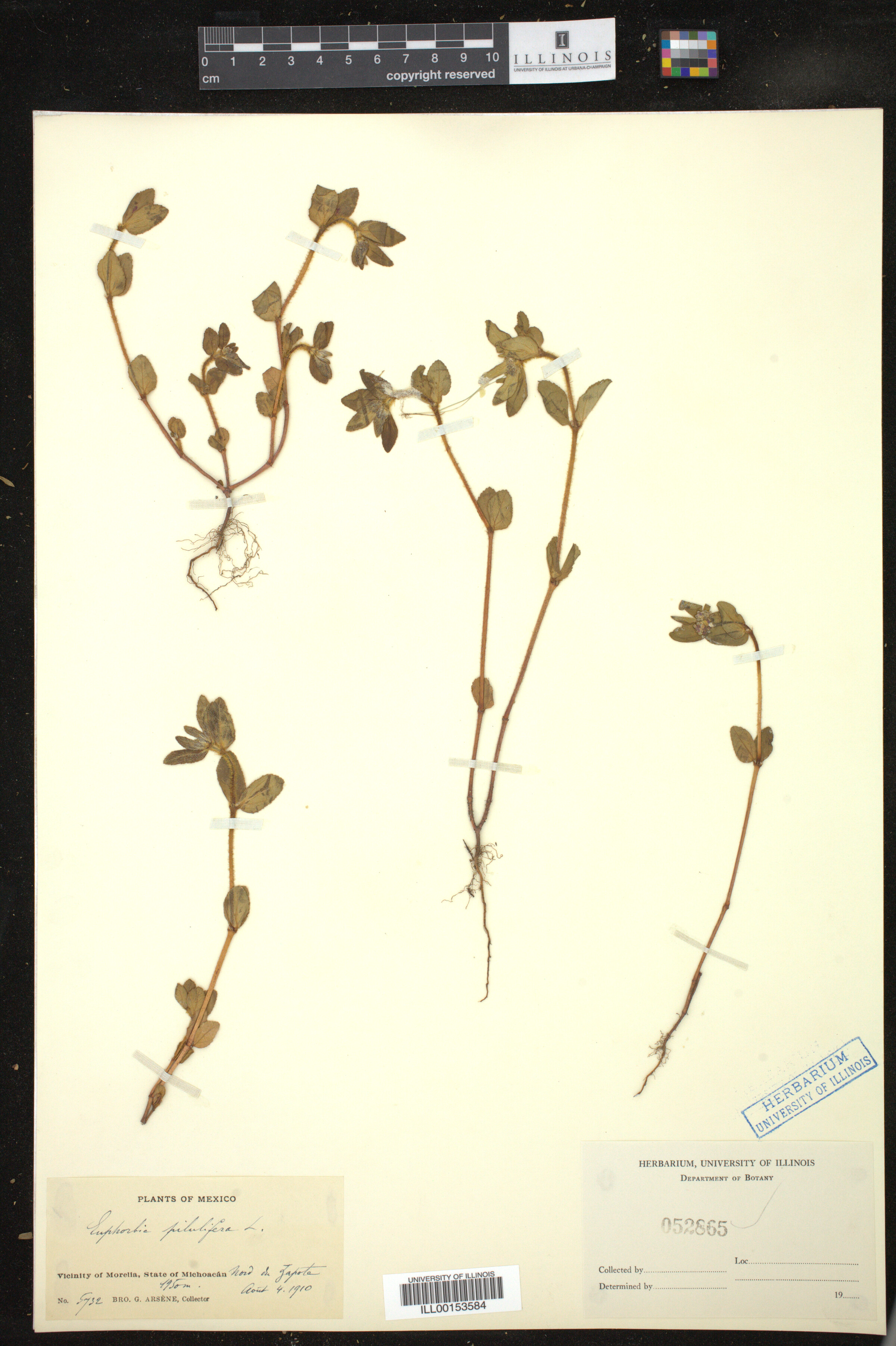 Euphorbia parviflora image