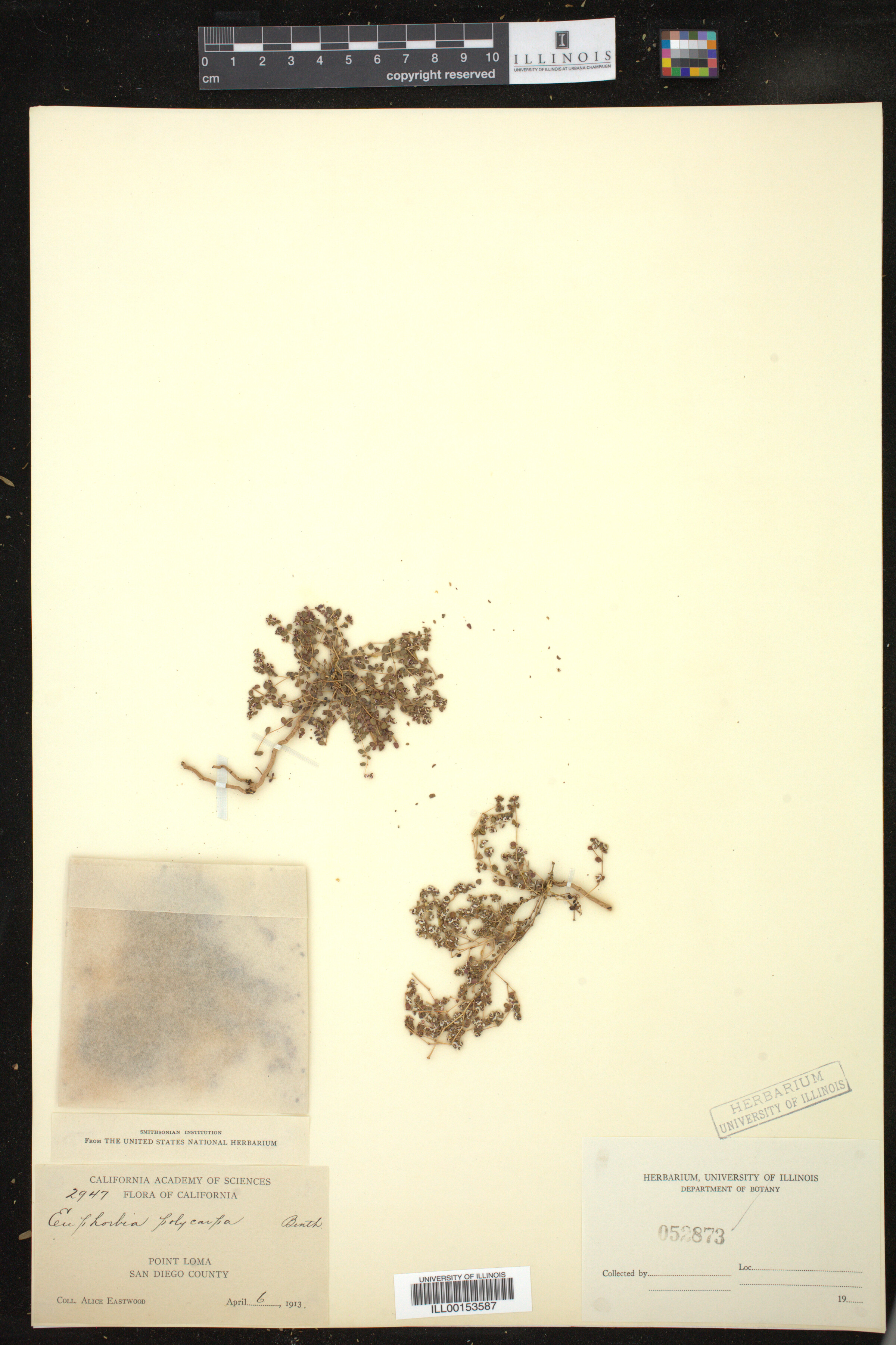 Chamaesyce polycarpa image