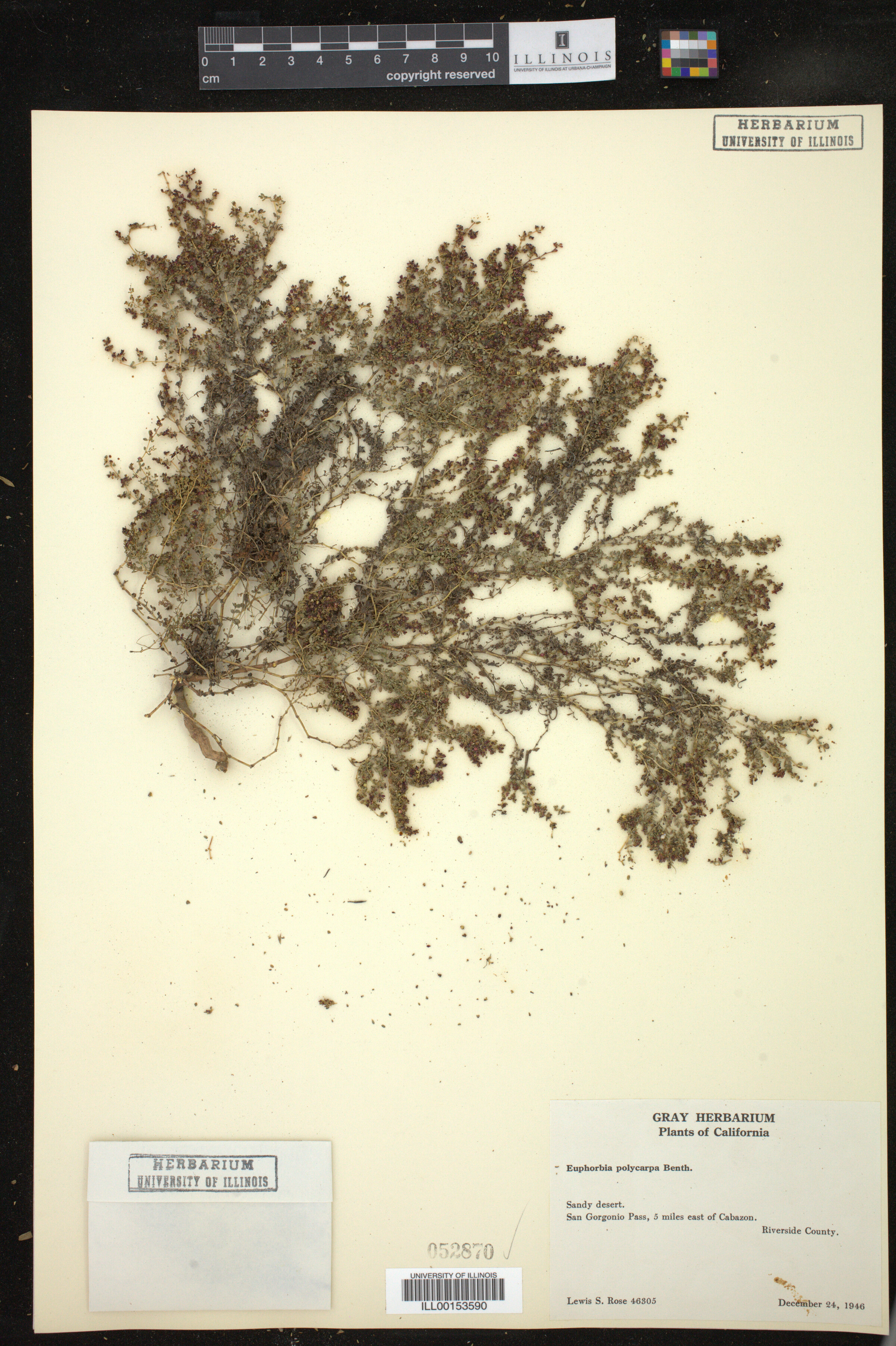 Chamaesyce polycarpa image