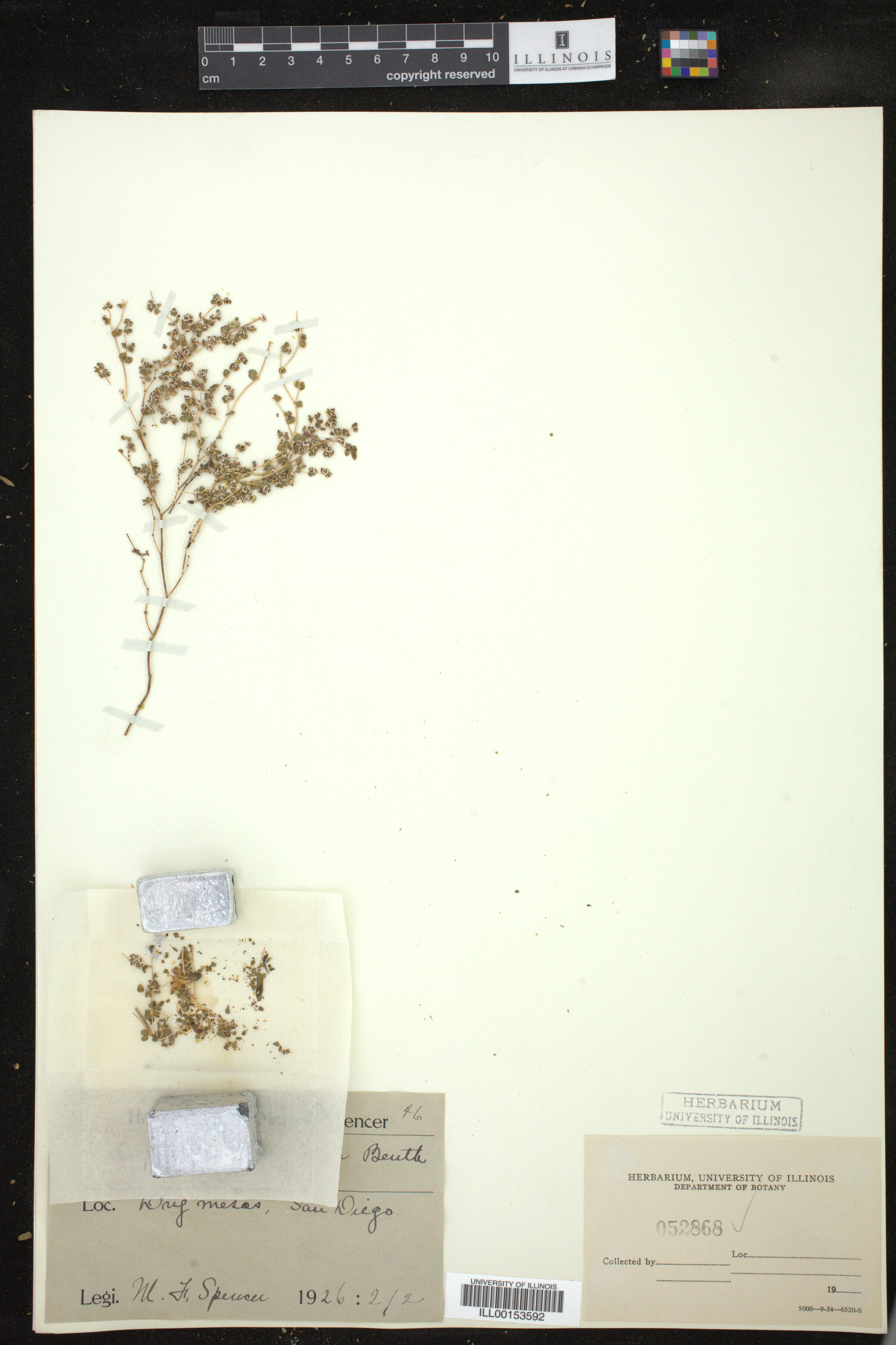 Chamaesyce polycarpa image