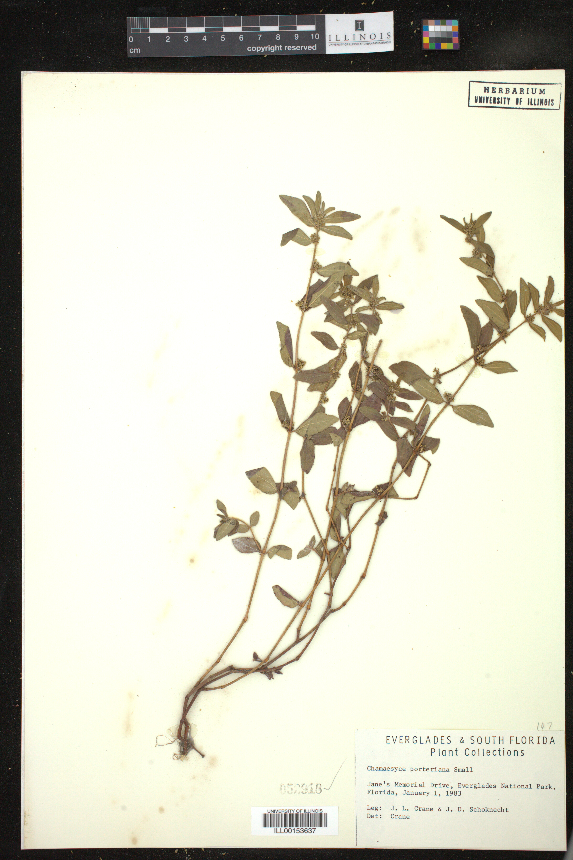 Euphorbia porteriana image