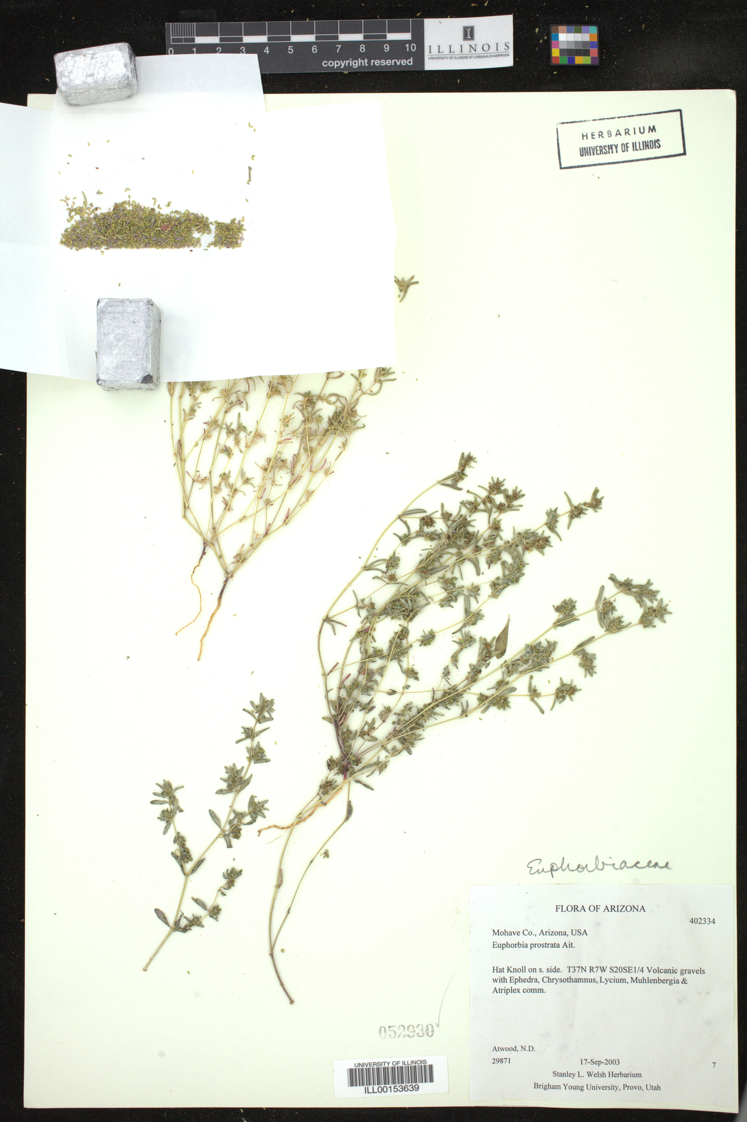 Euphorbia prostrata image