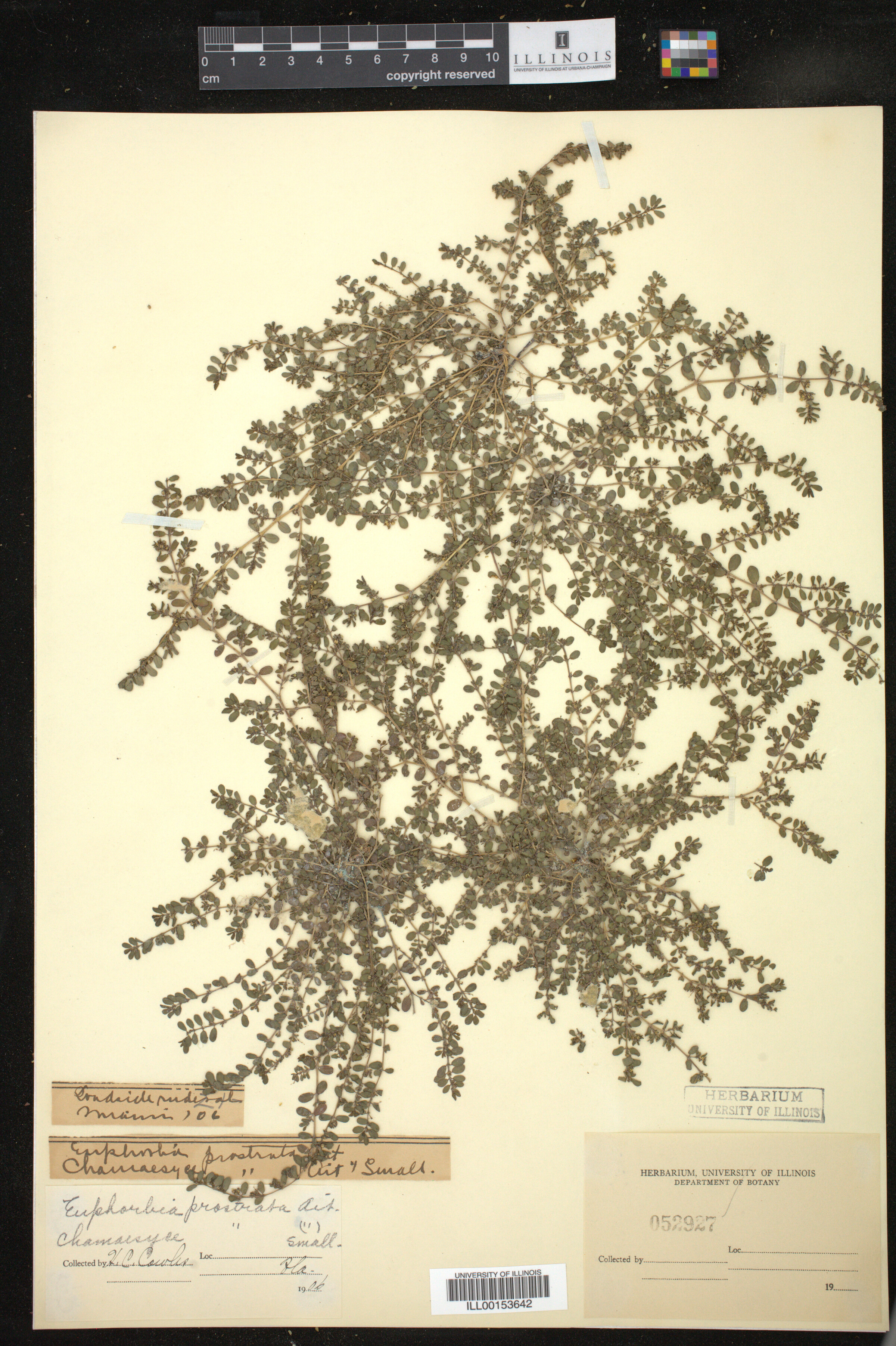 Euphorbia prostrata image