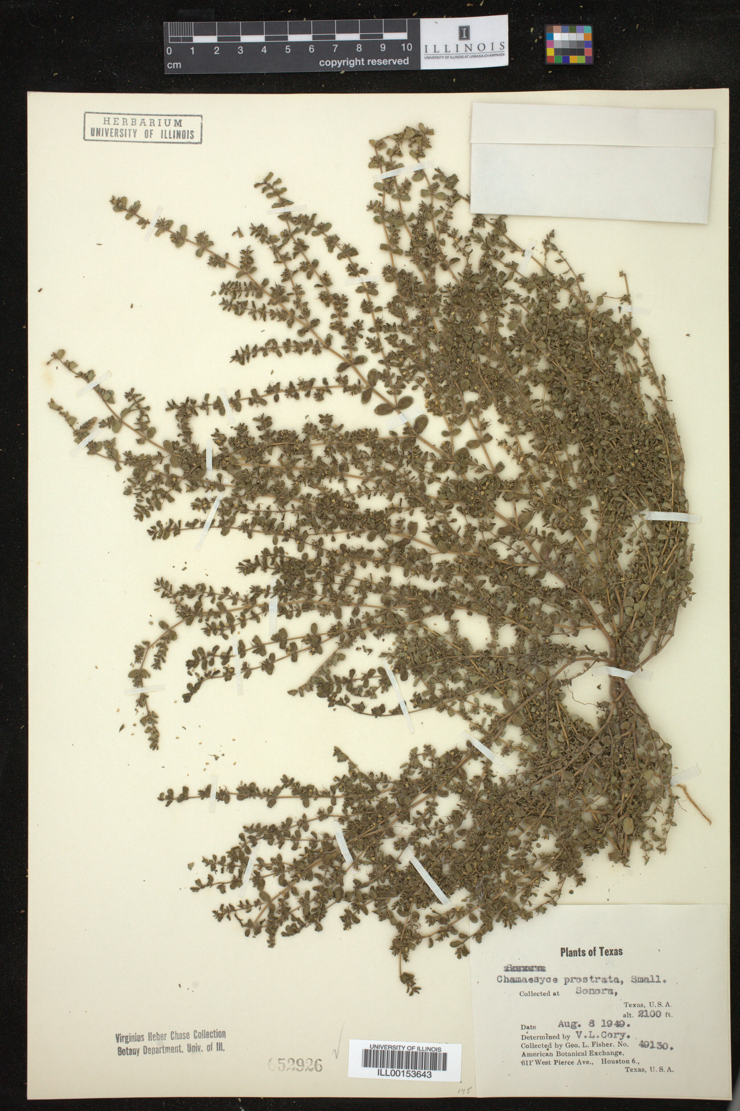 Euphorbia prostrata image