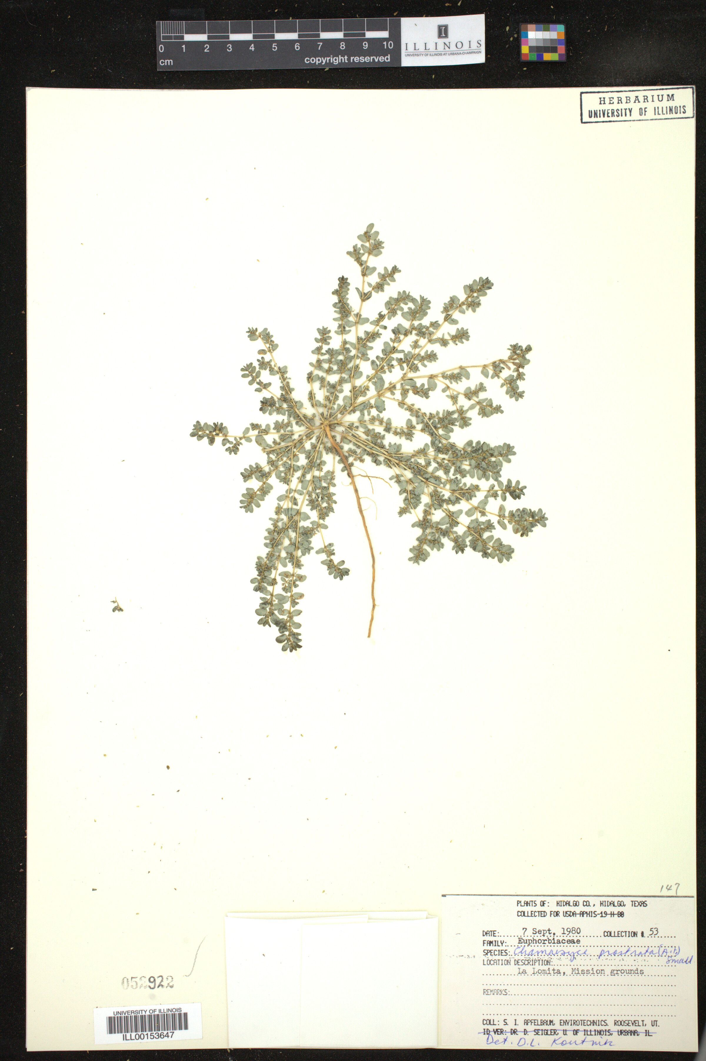 Euphorbia prostrata image