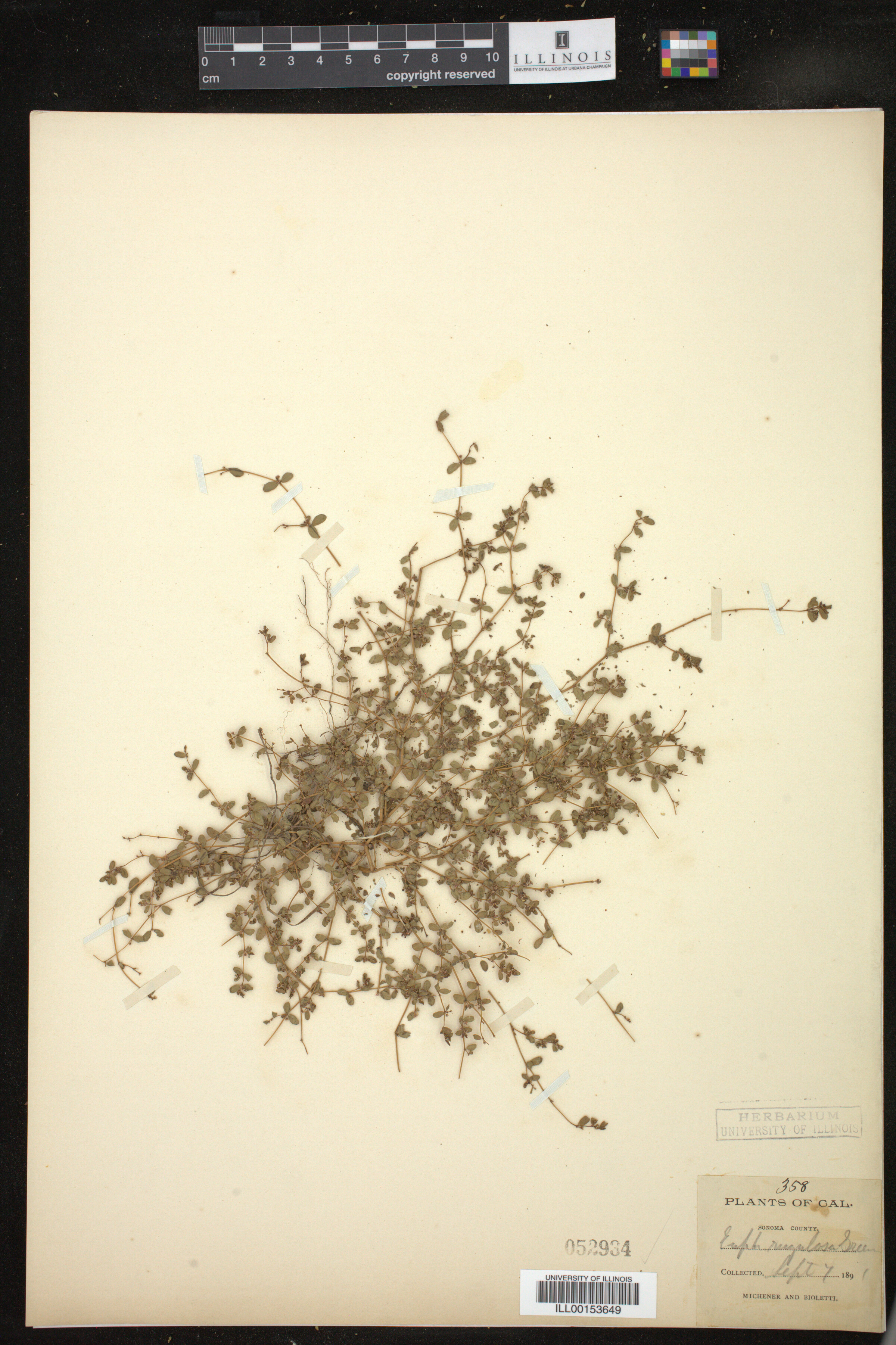 Chamaesyce rugulosa image