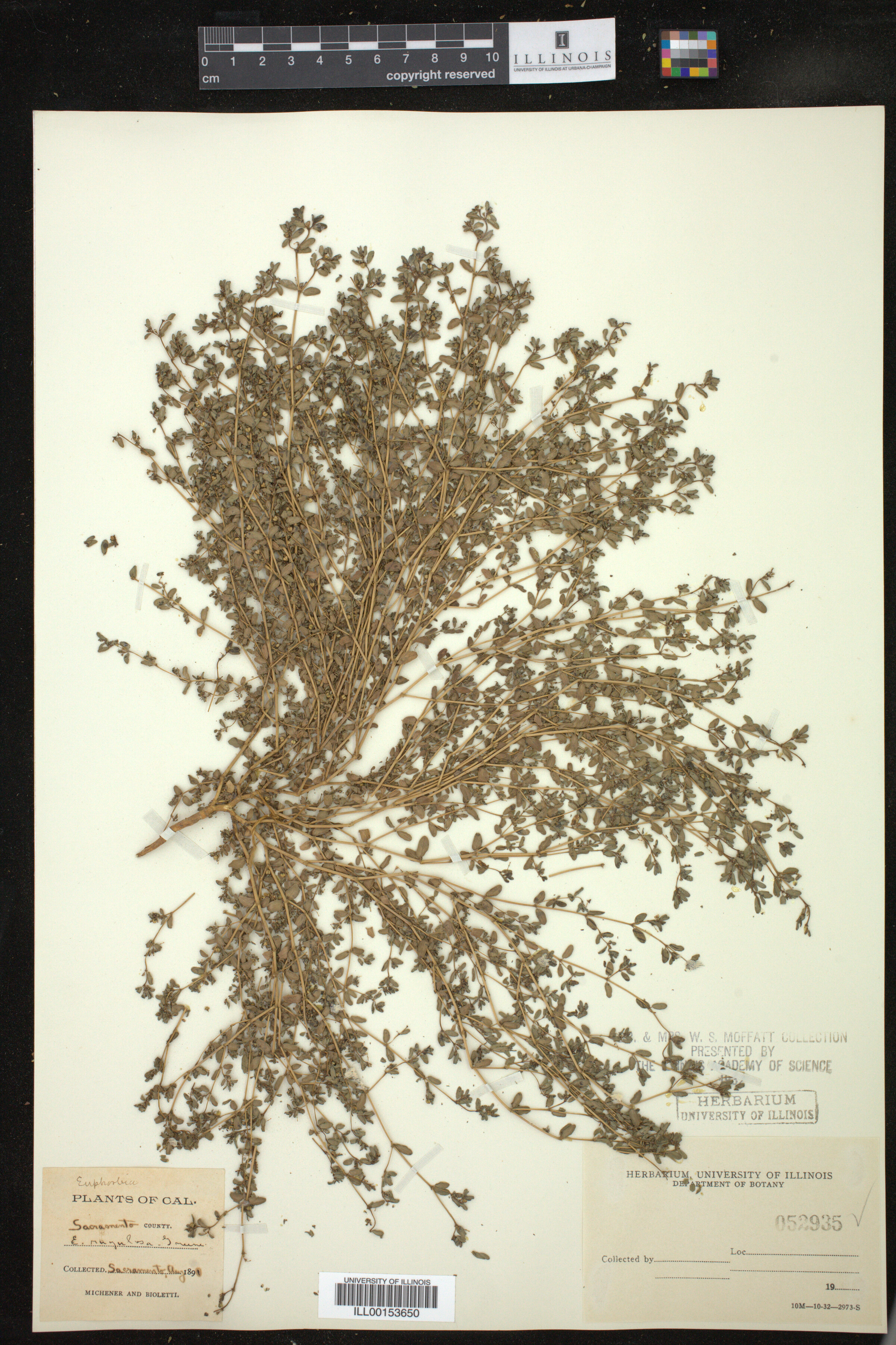 Chamaesyce rugulosa image