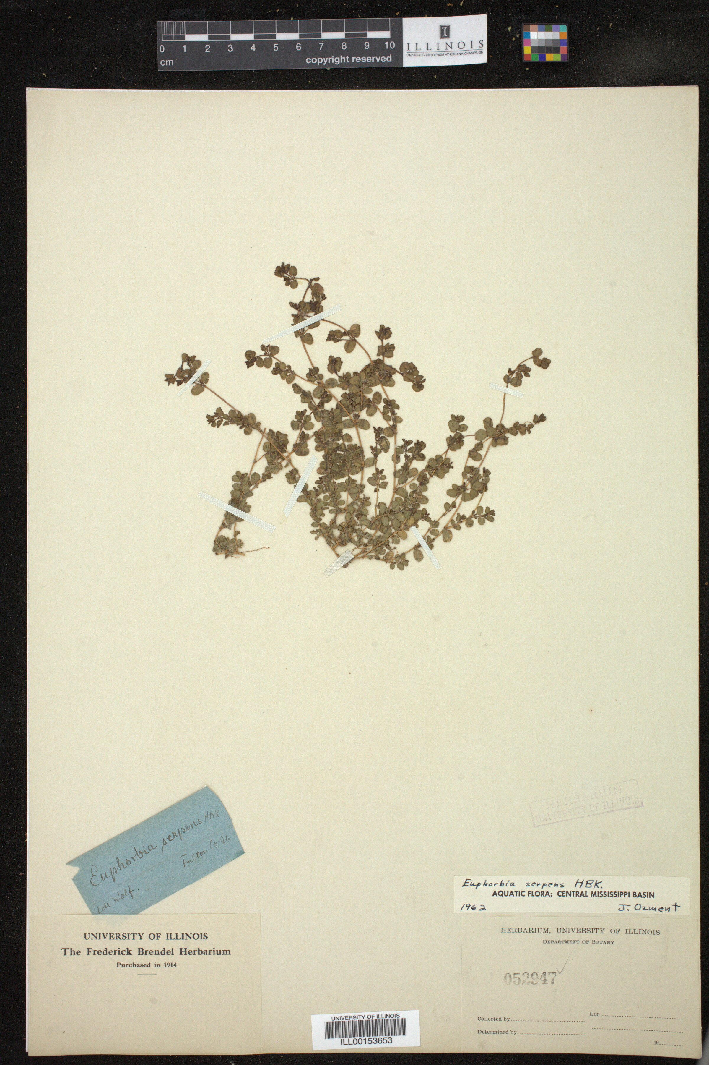 Euphorbia serpens image