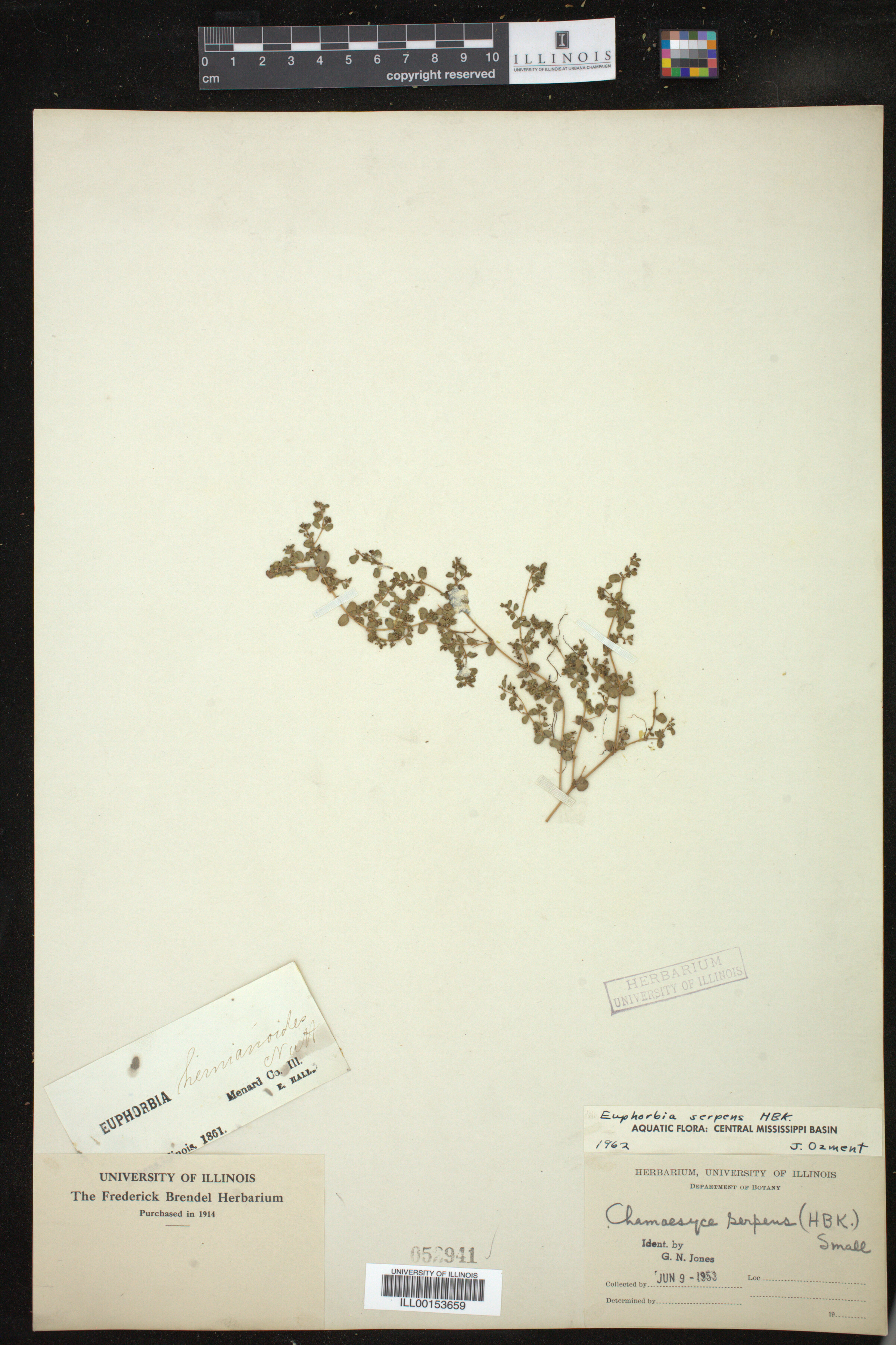 Euphorbia serpens image