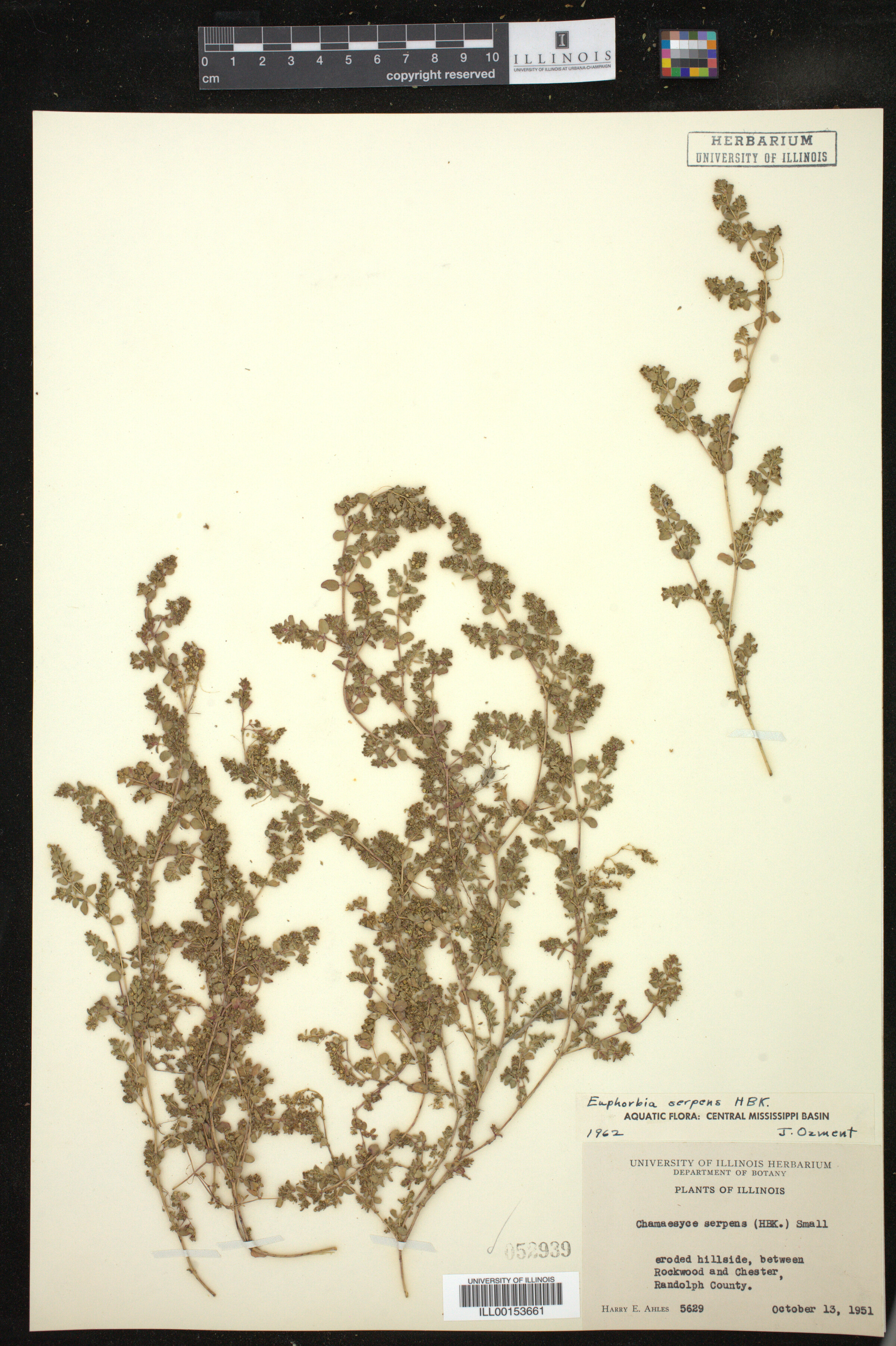 Euphorbia serpens image