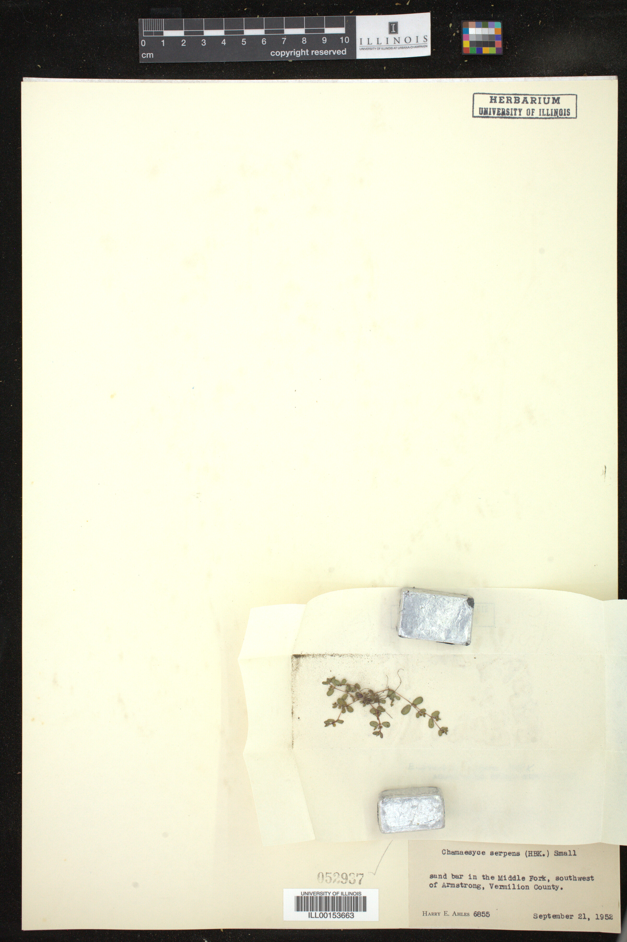 Euphorbia serpens image