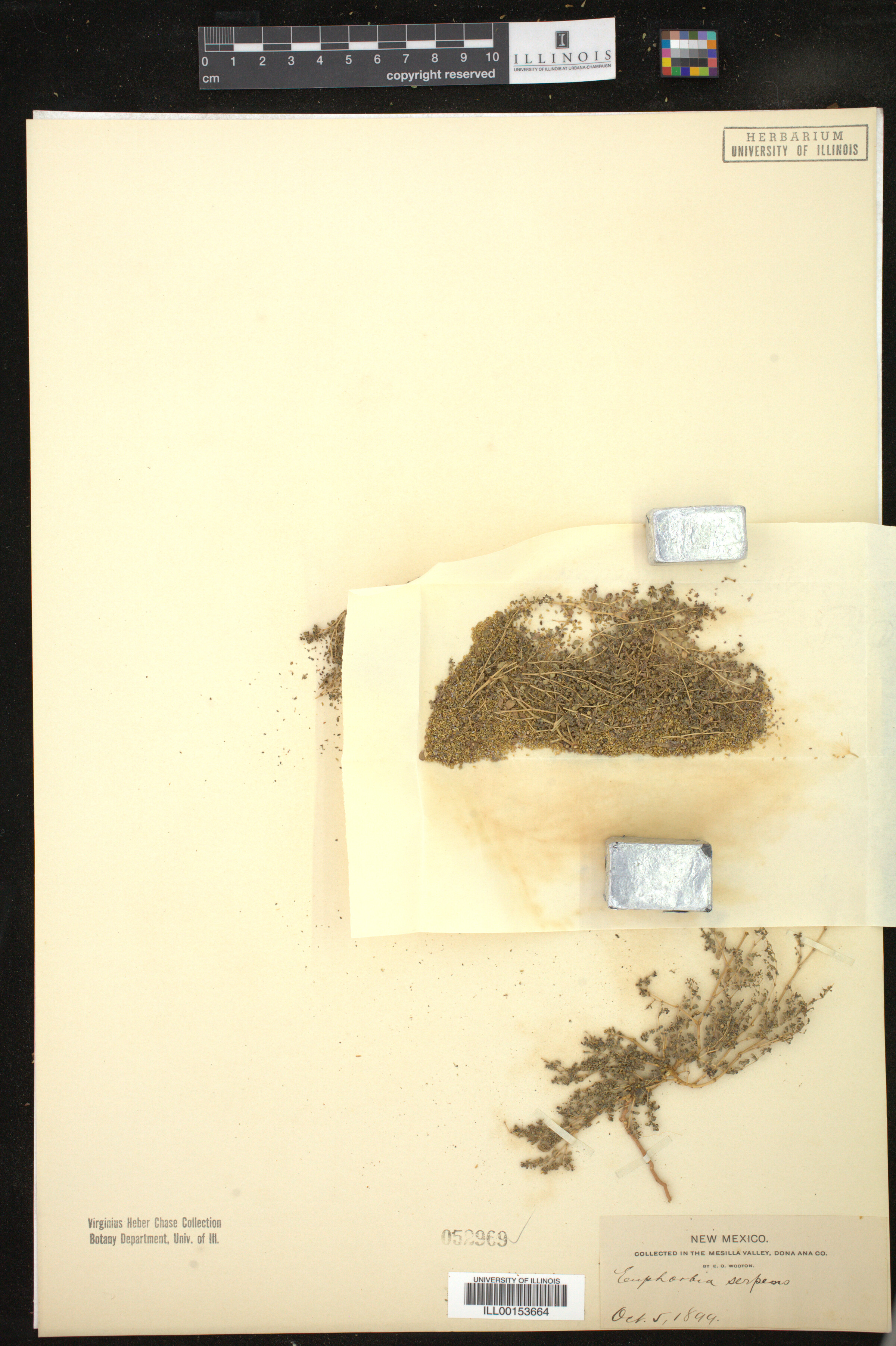 Euphorbia serpens image