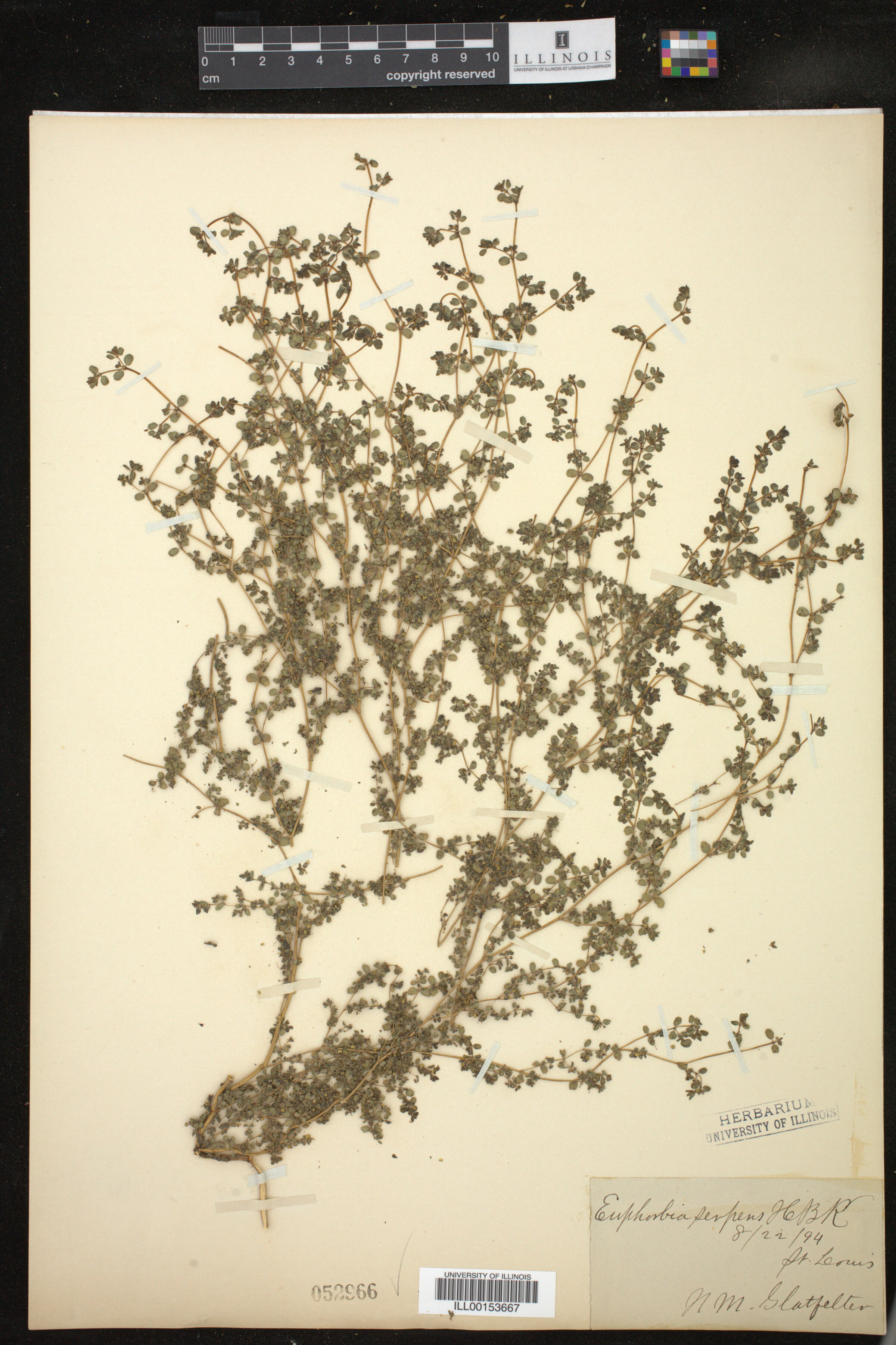 Euphorbia serpens image