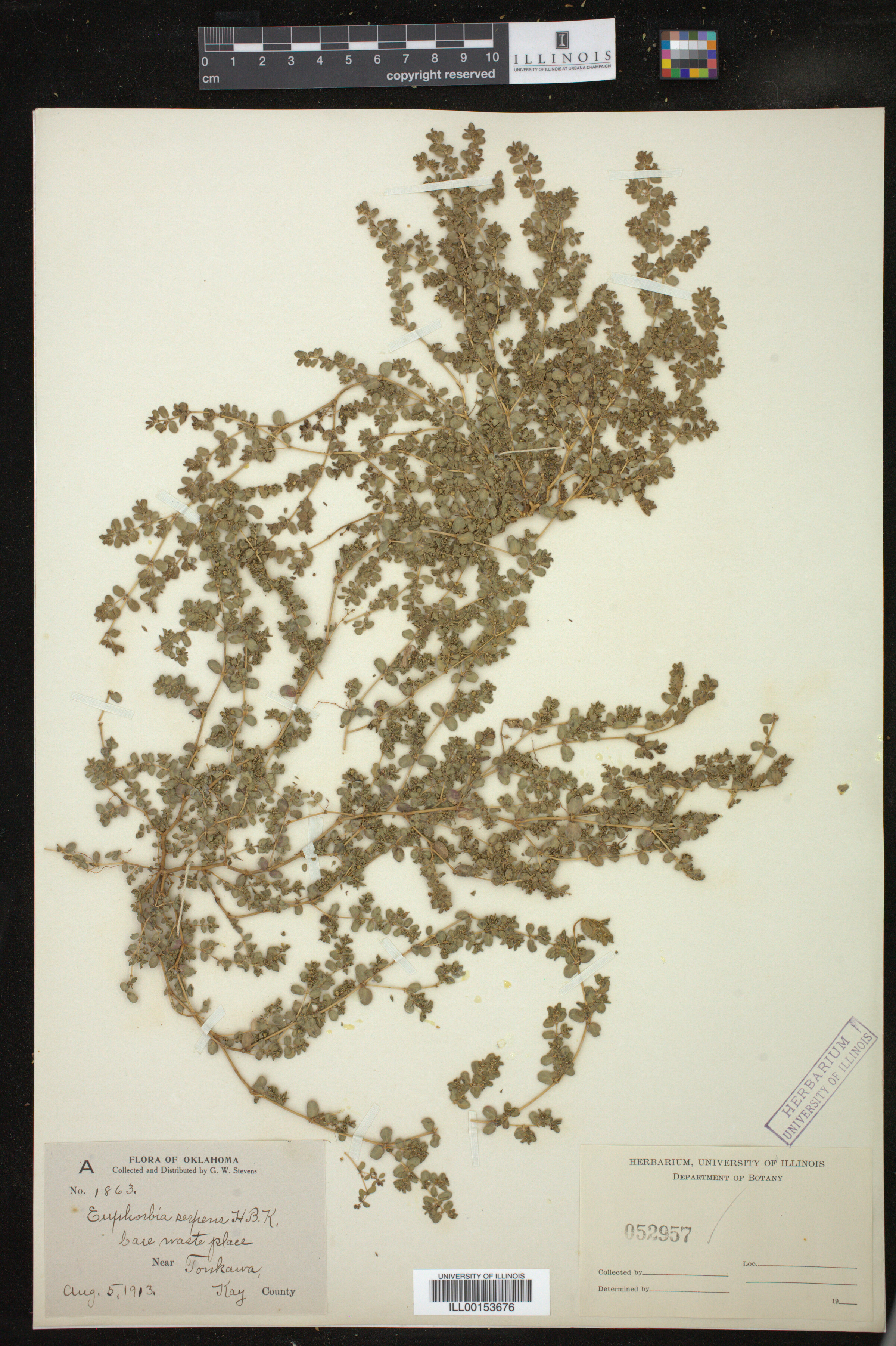 Euphorbia serpens image