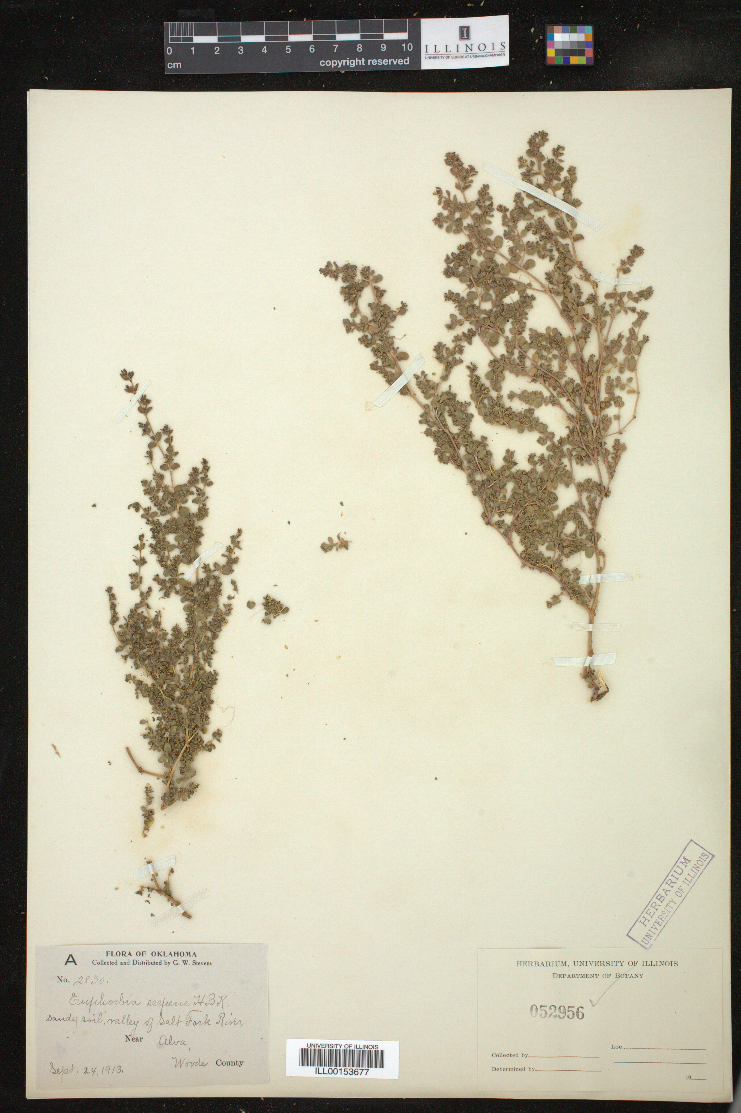 Euphorbia serpens image