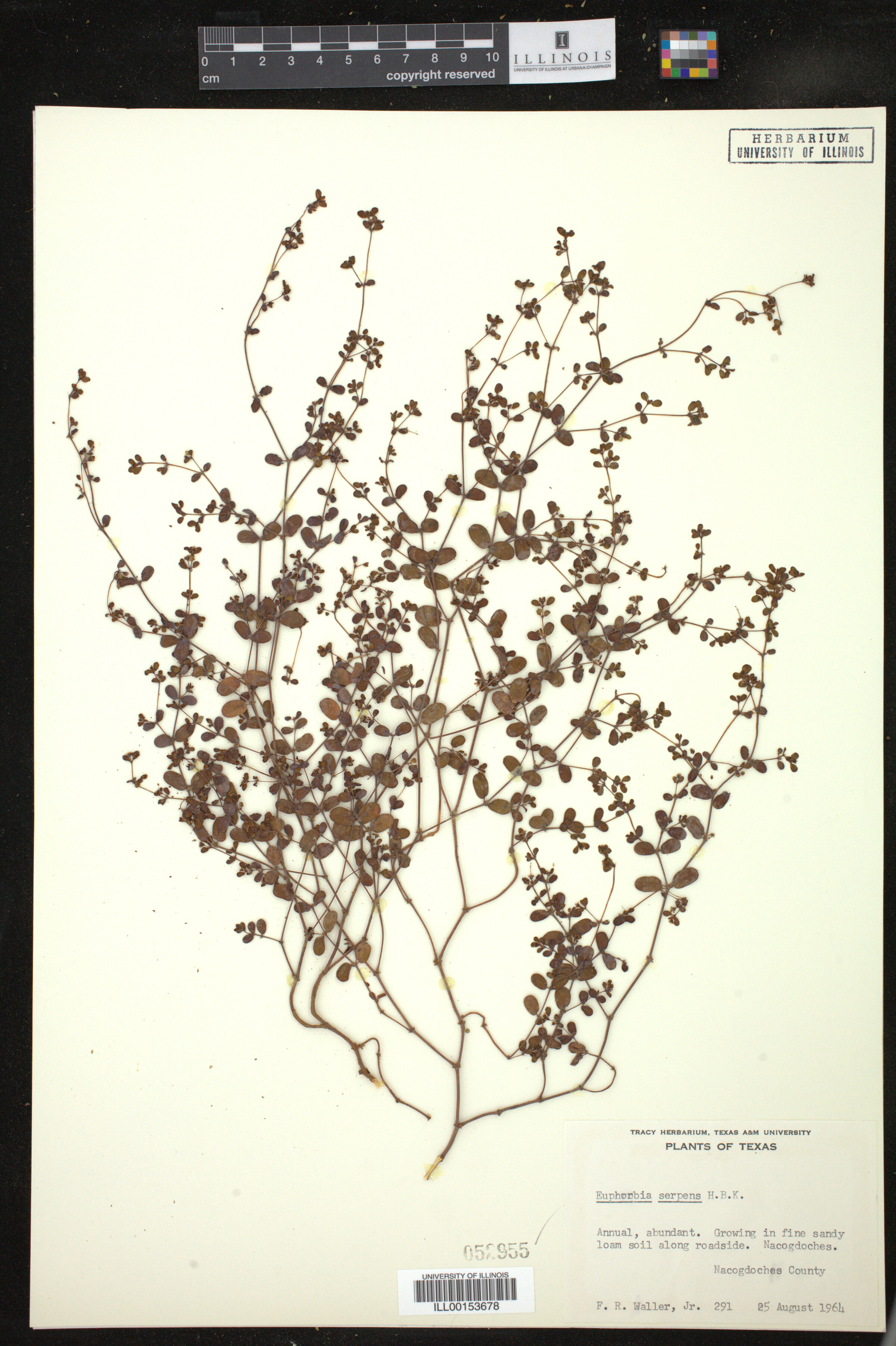 Euphorbia serpens image