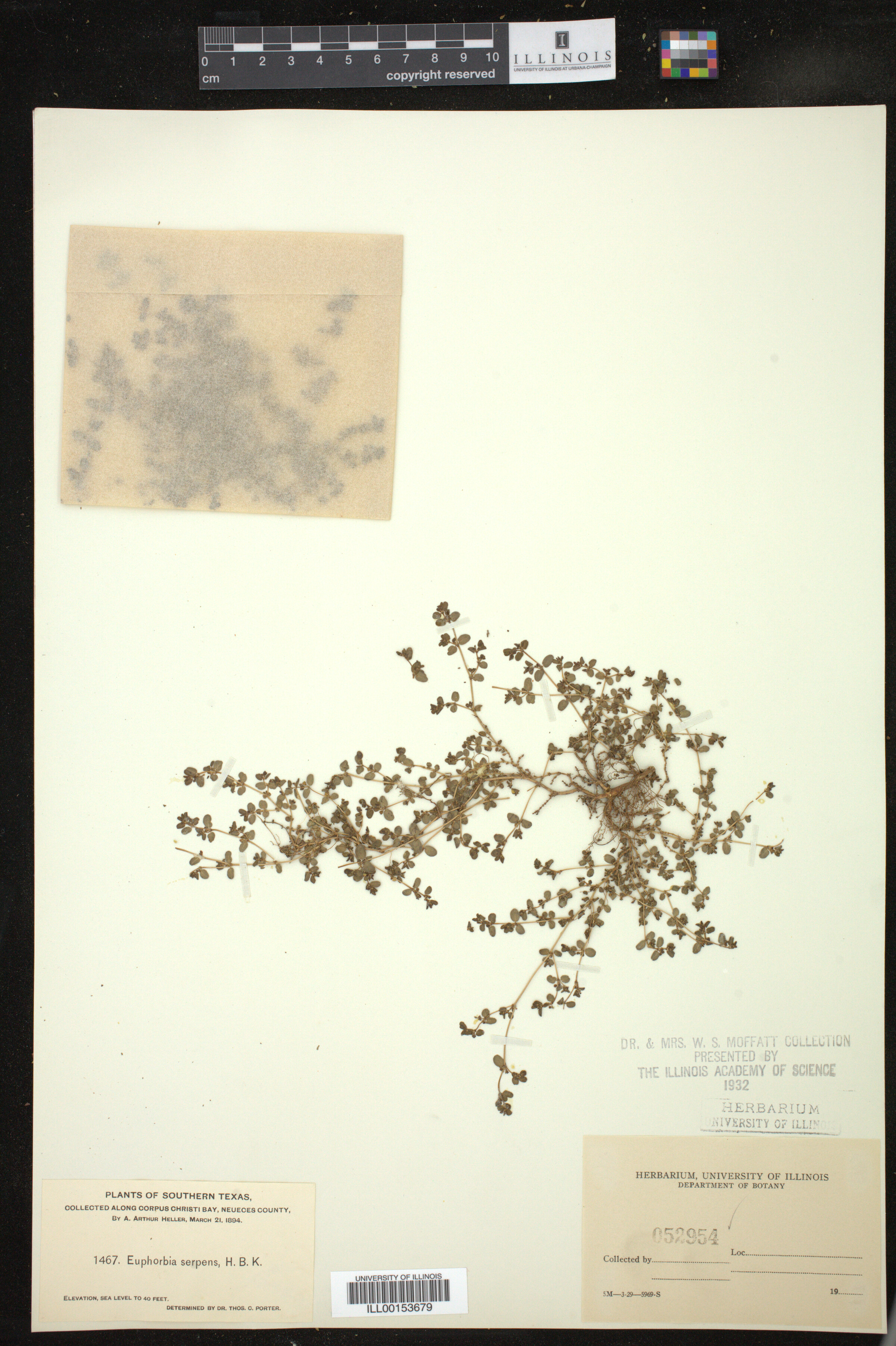 Euphorbia serpens image