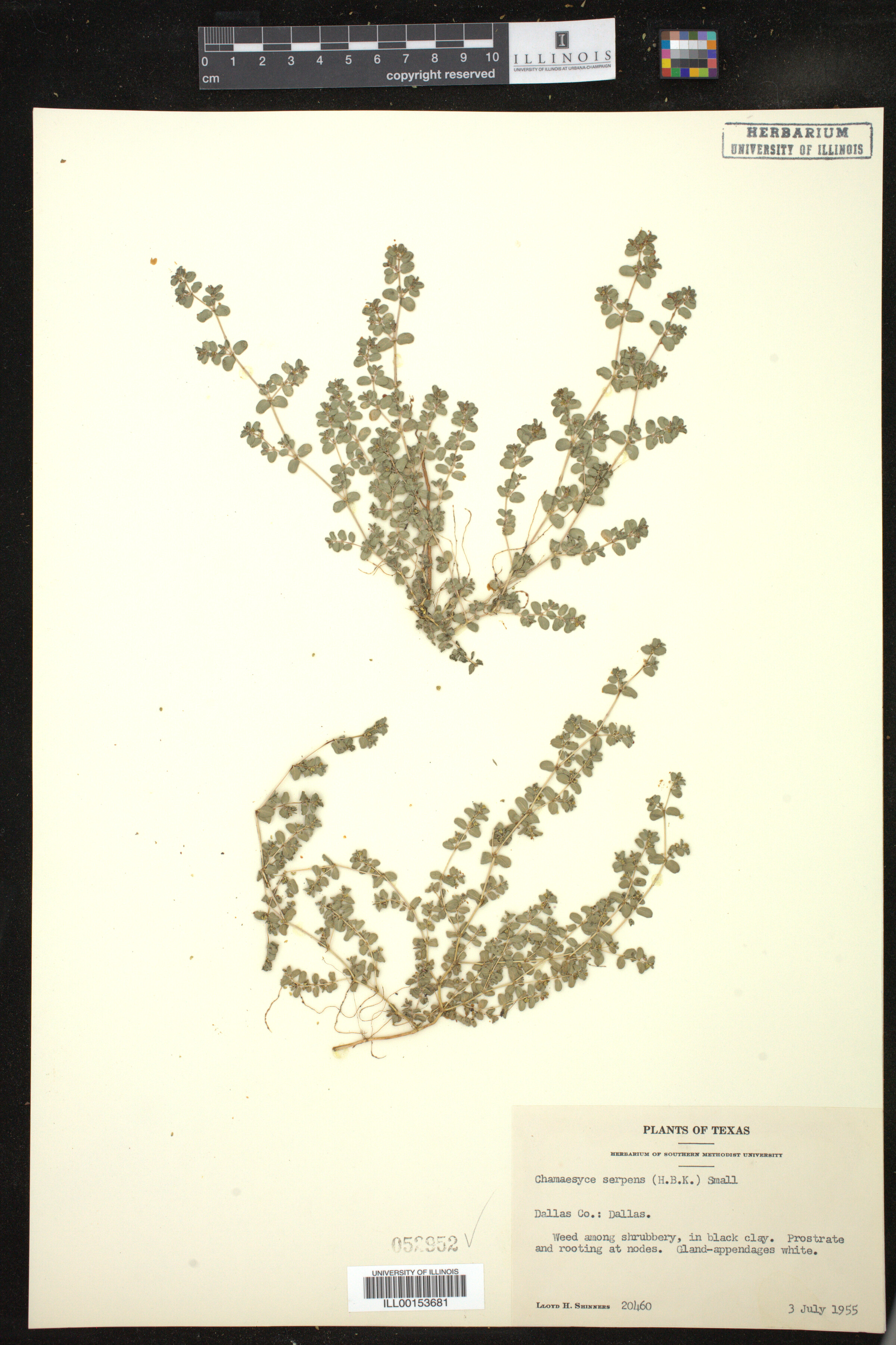 Euphorbia serpens image