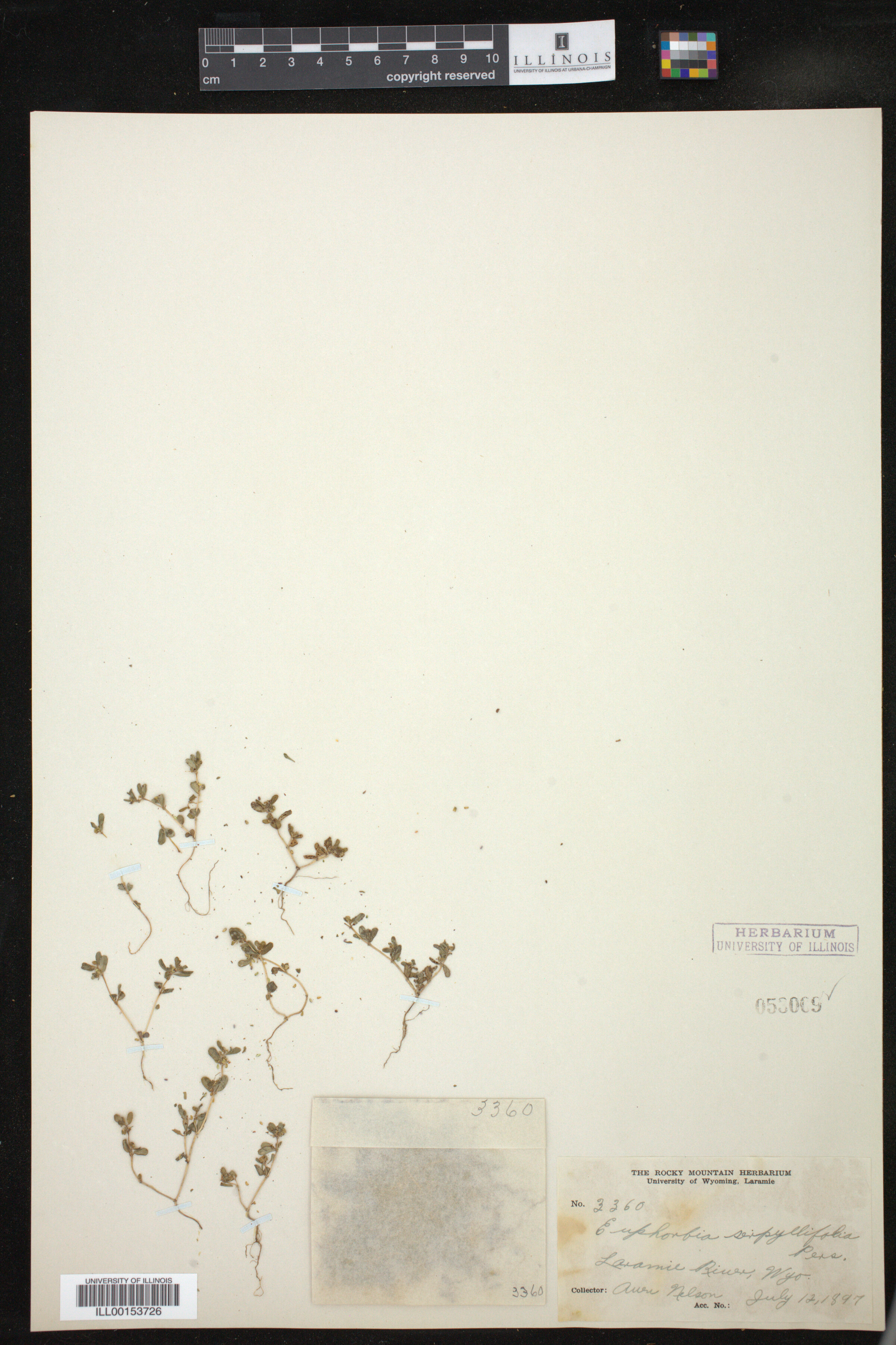 Chamaesyce serpyllifolia image