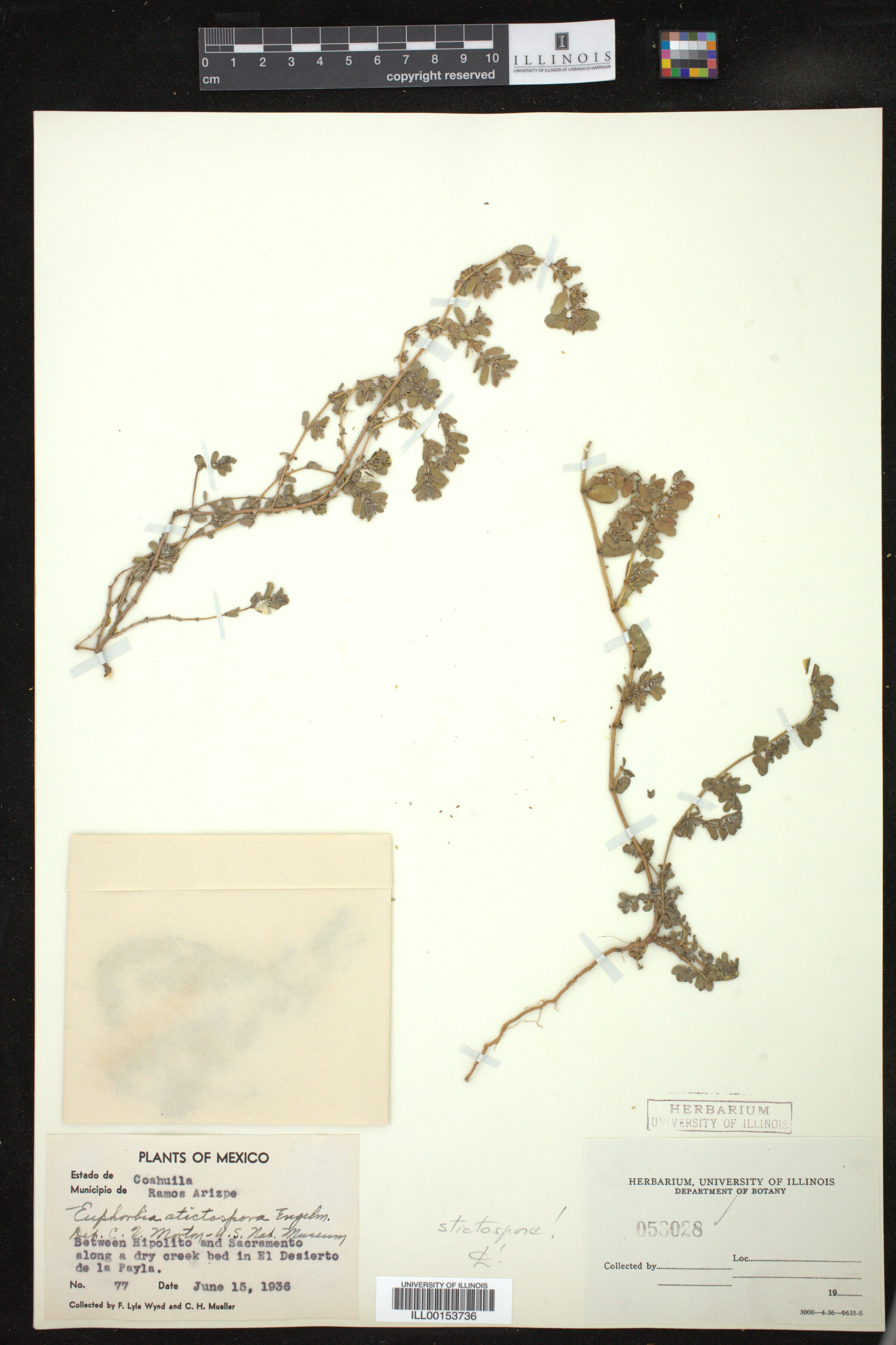 Euphorbia stictospora image