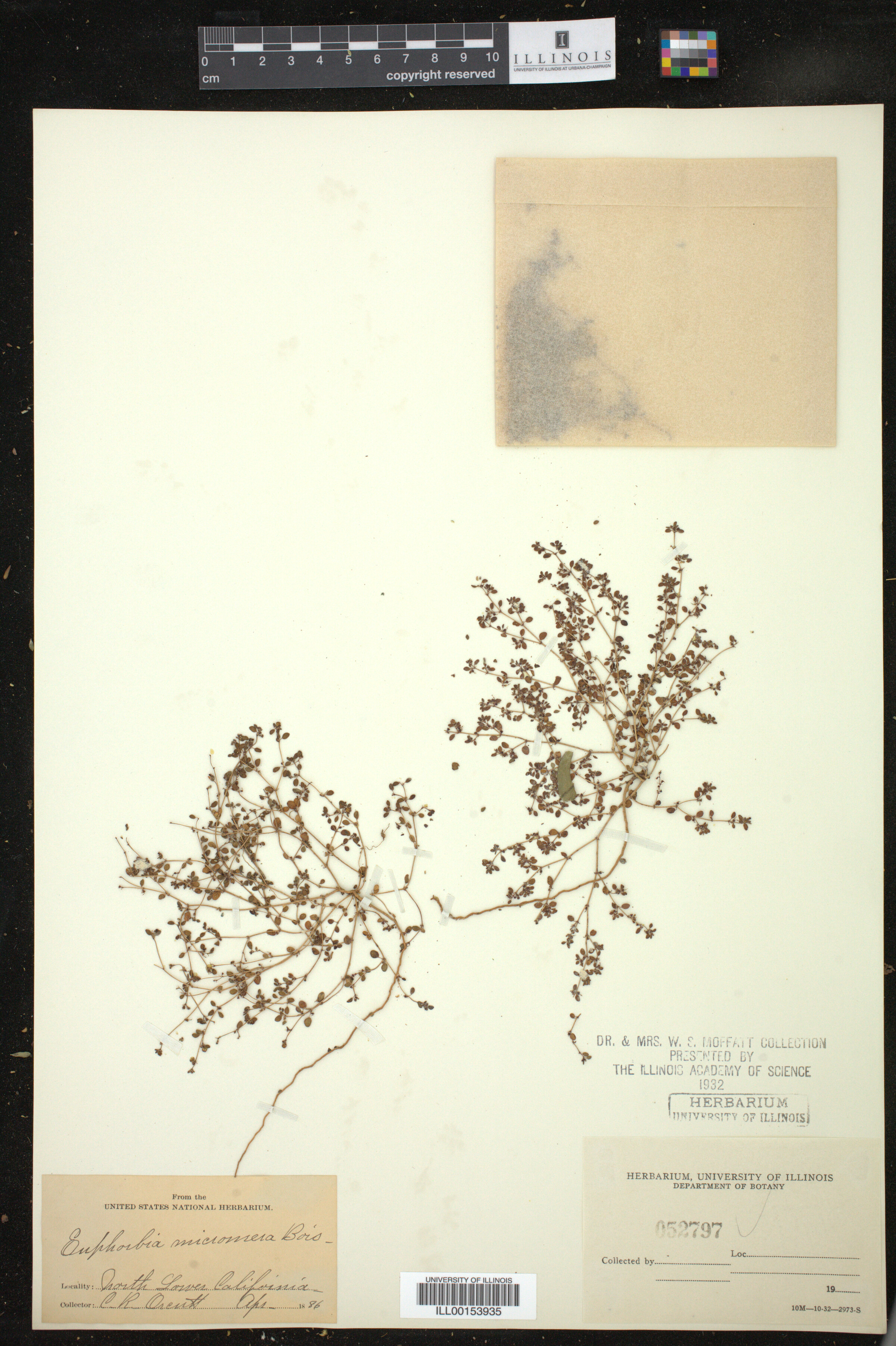 Euphorbia micromera image