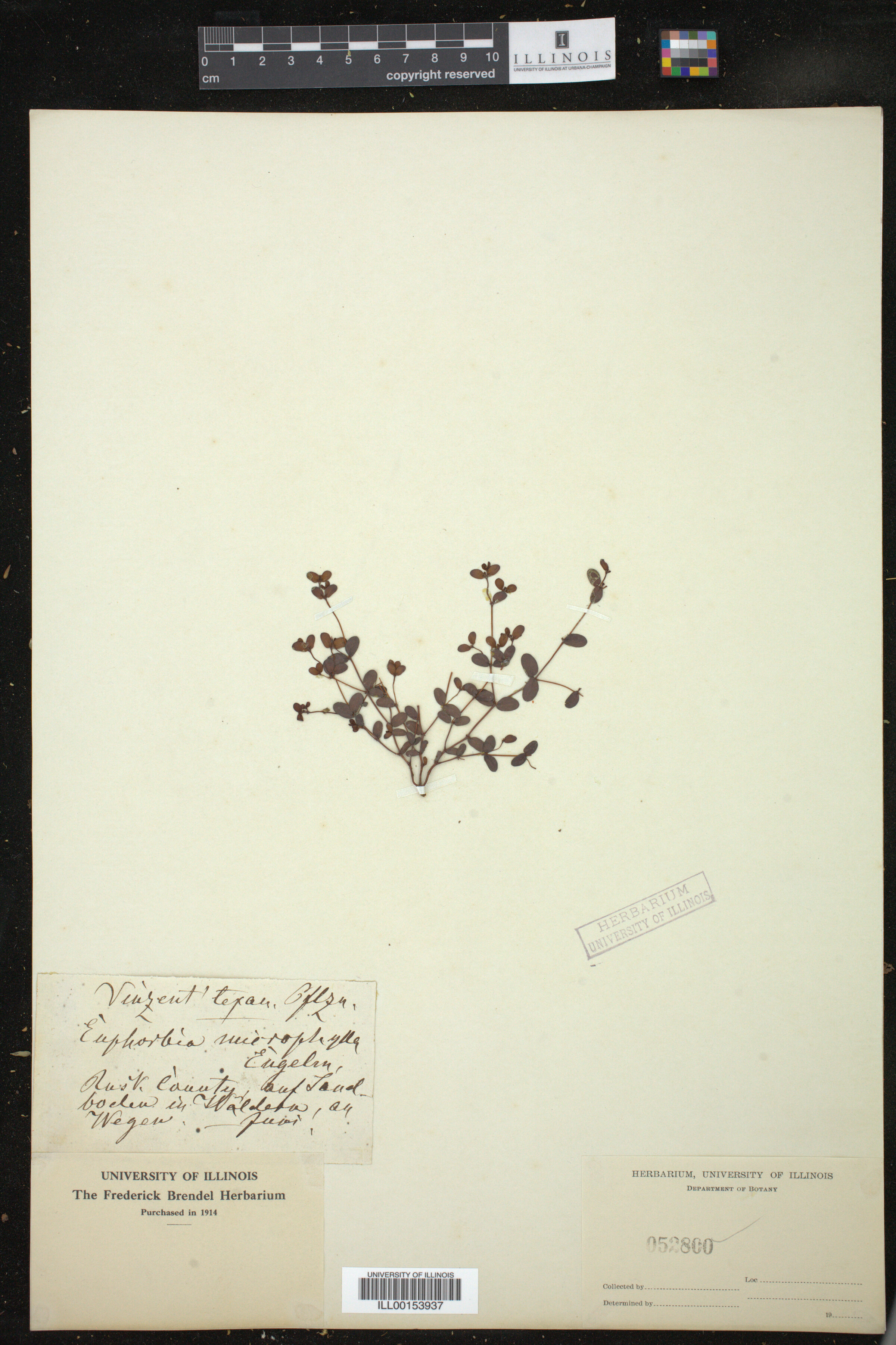 Euphorbia thymifolia image