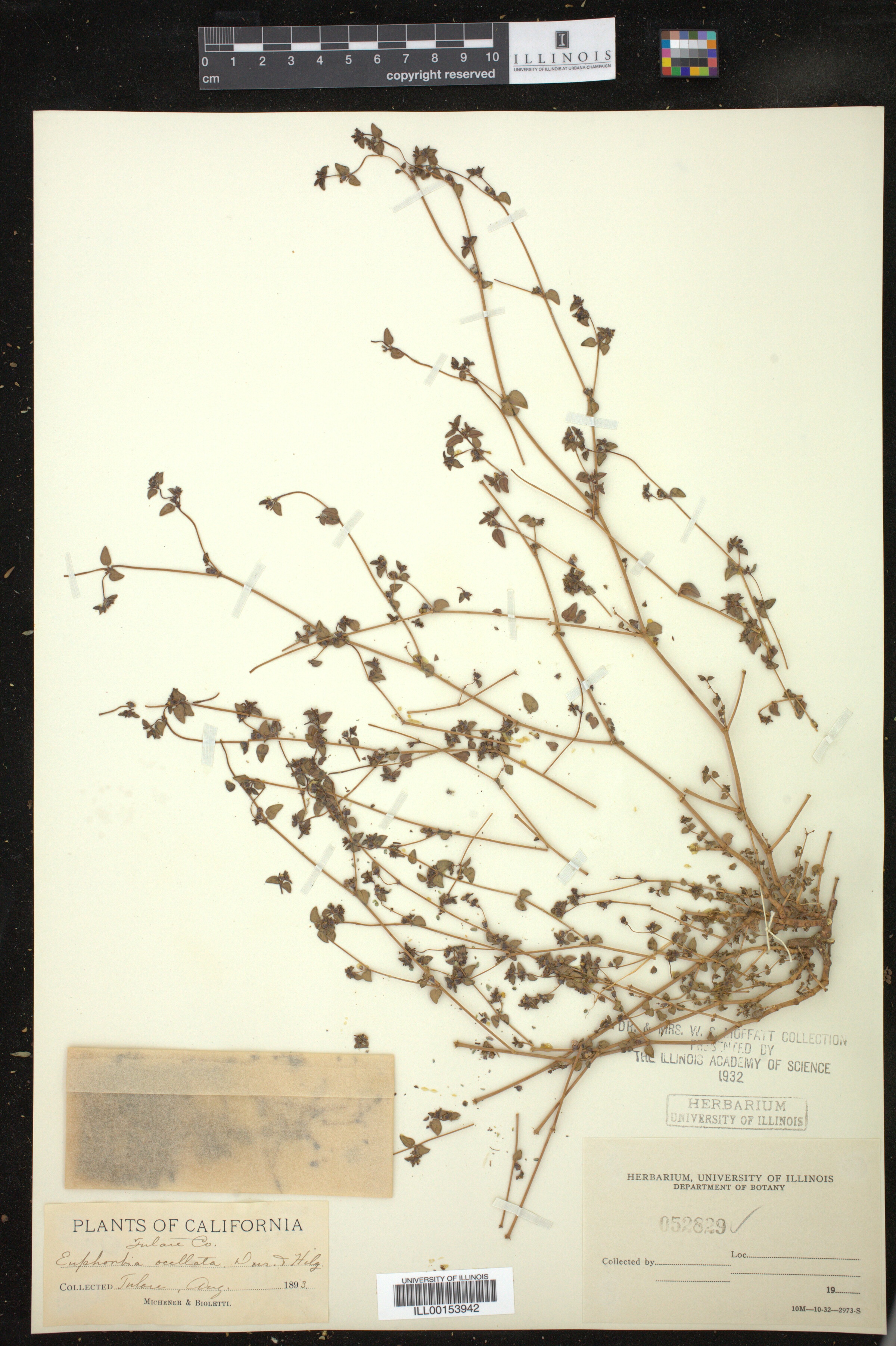 Euphorbia ocellata image