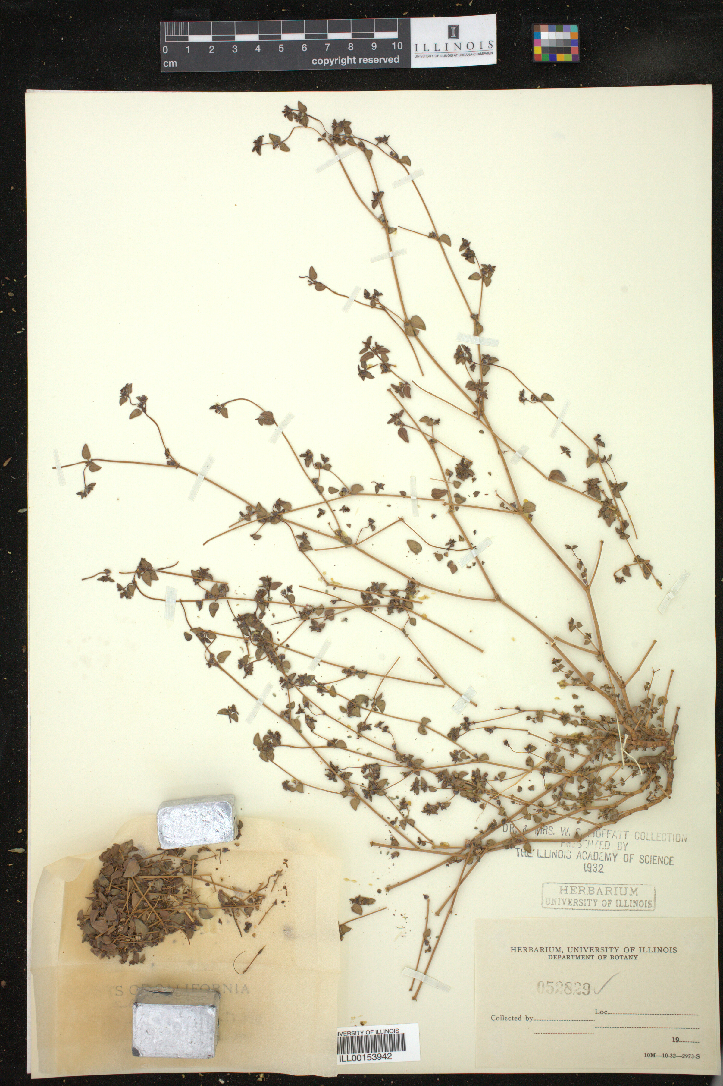 Euphorbia ocellata image