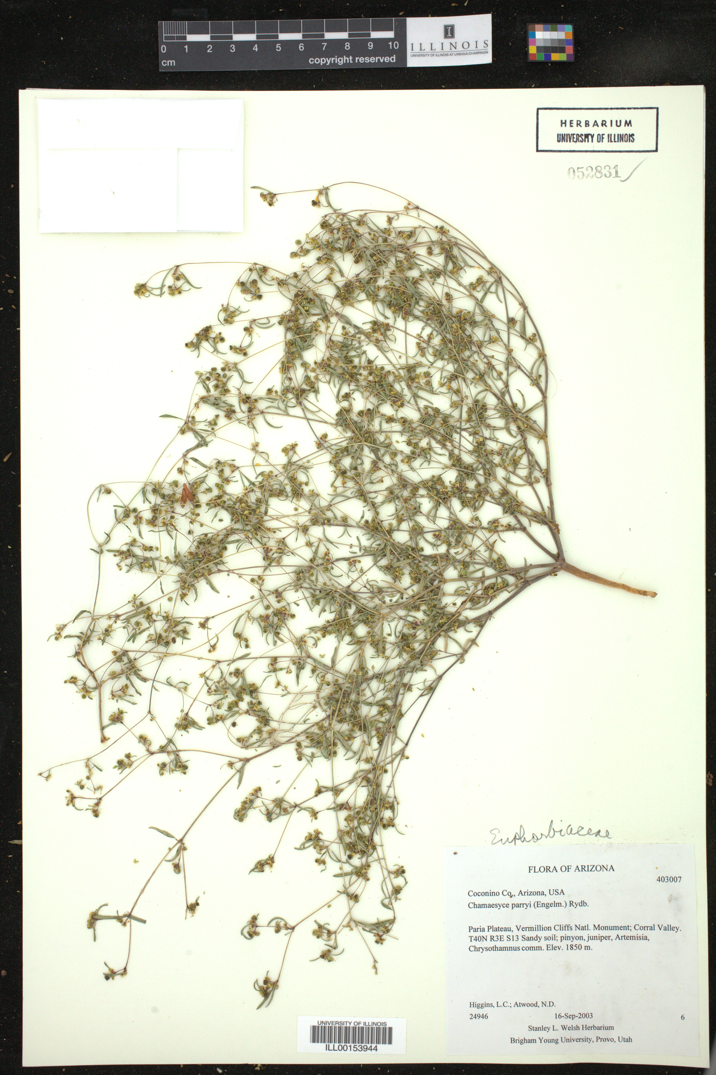 Euphorbia parryi image