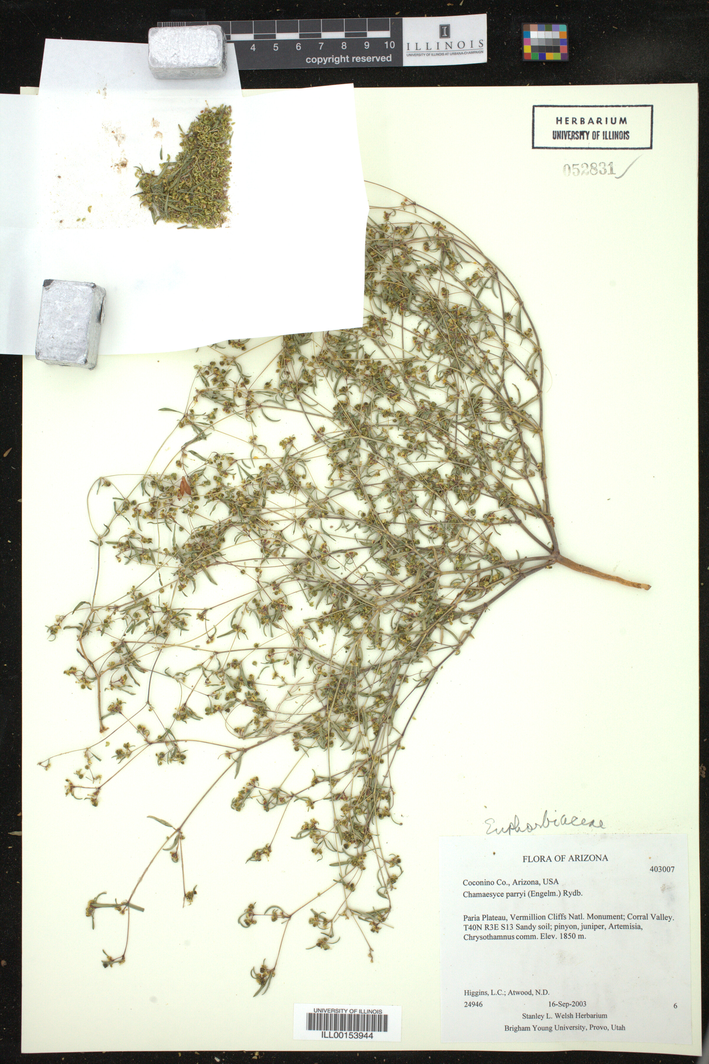 Euphorbia parryi image