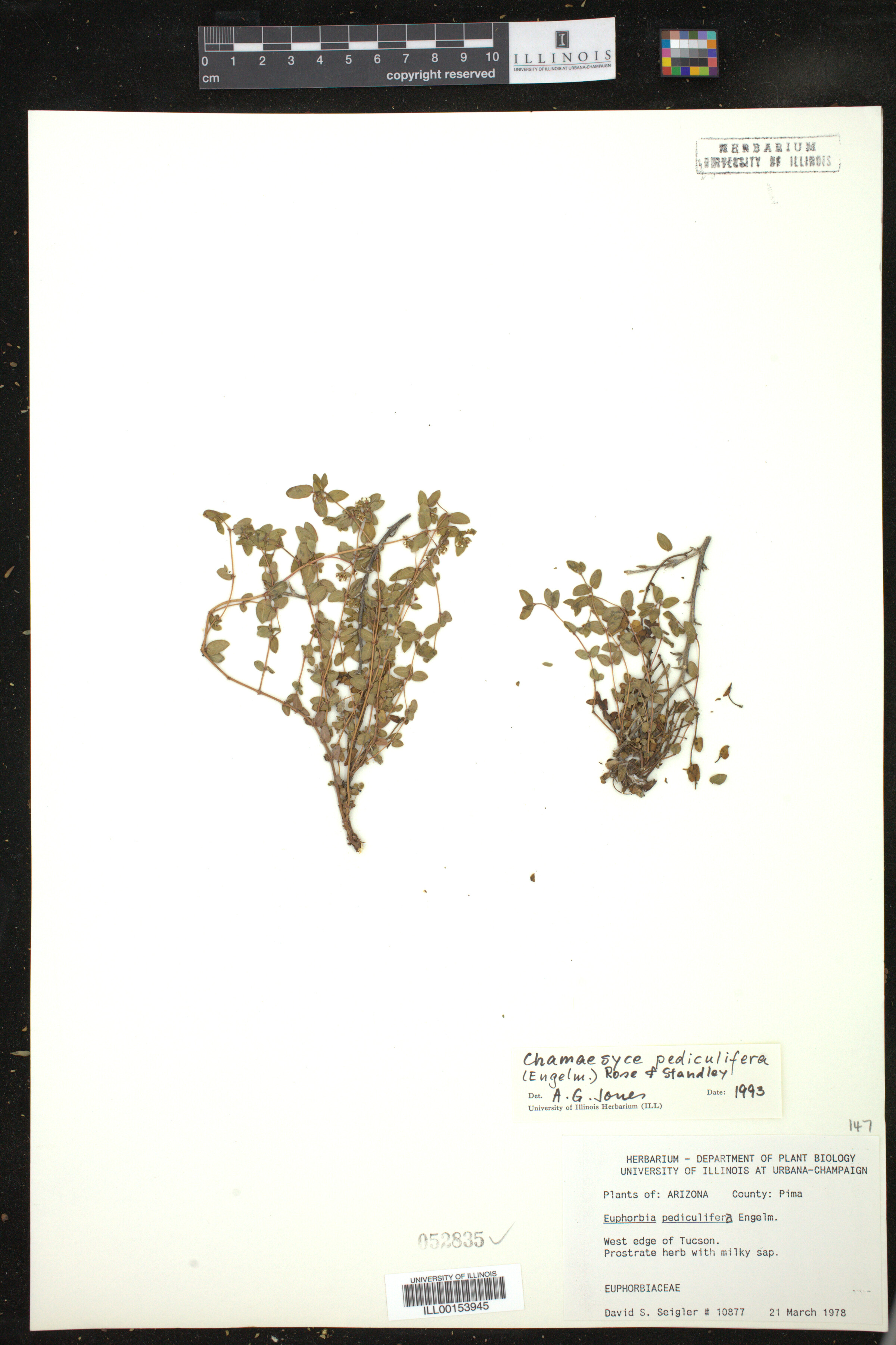 Euphorbia pediculifera image