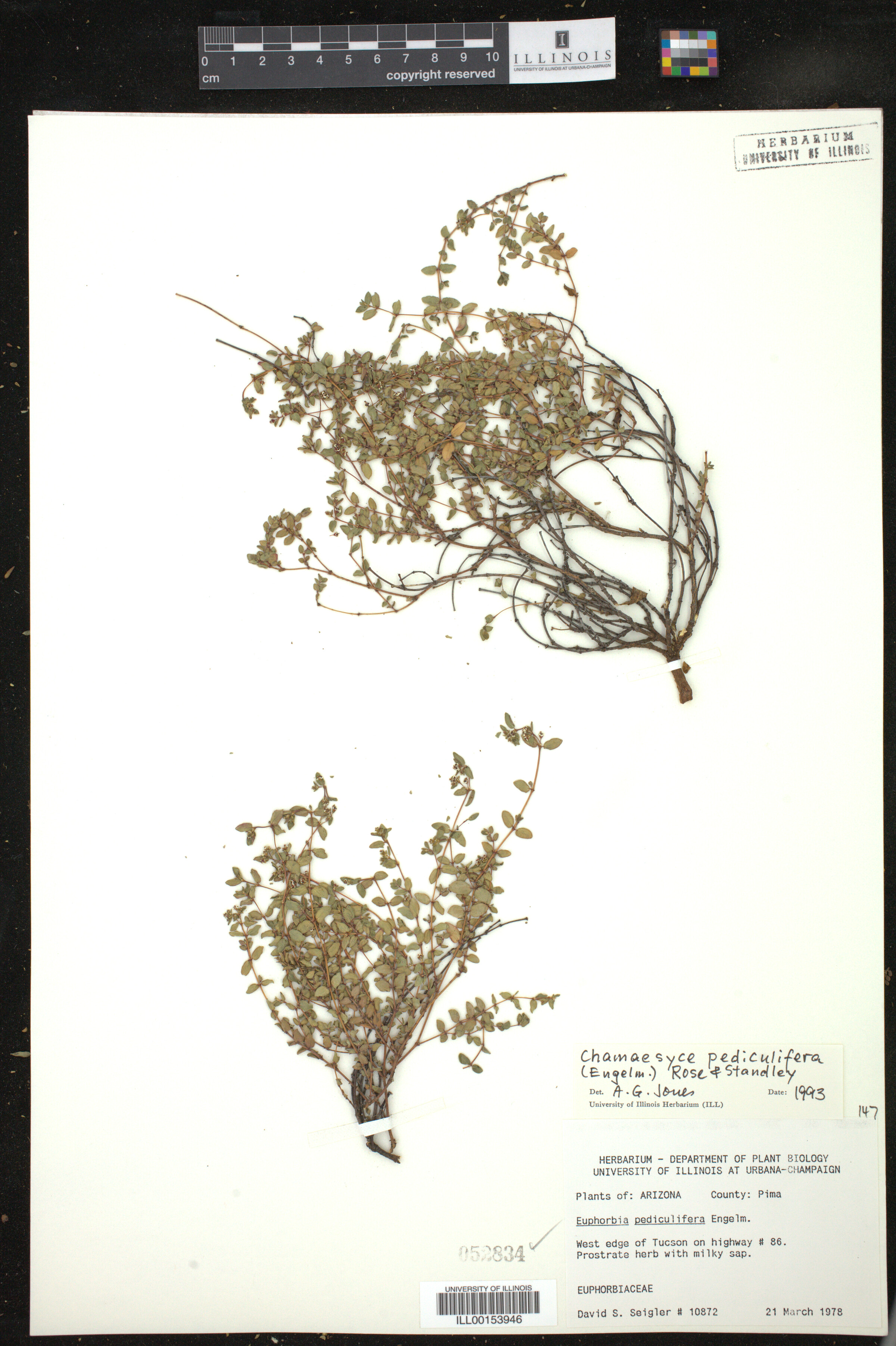 Euphorbia pediculifera image