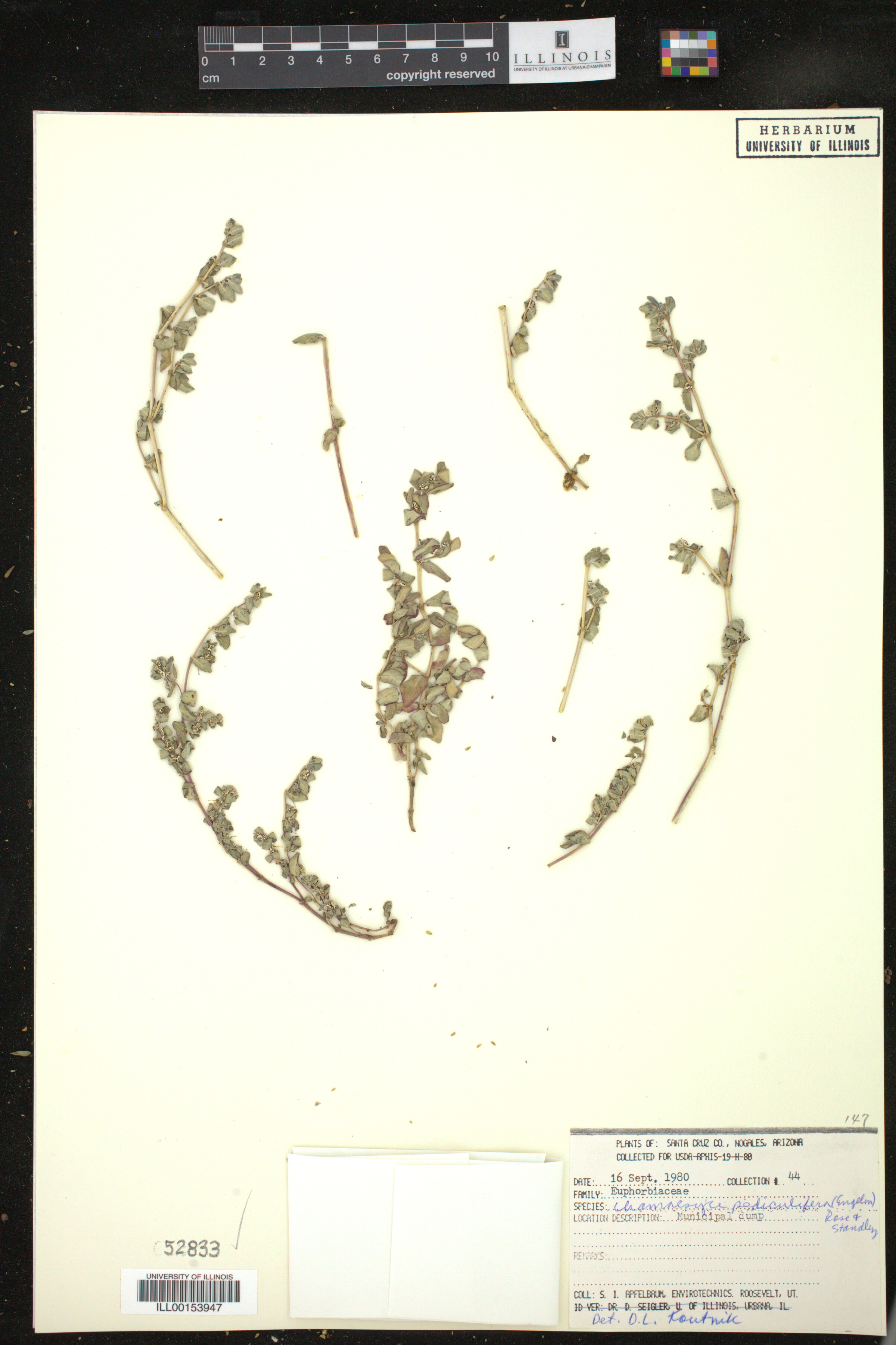 Euphorbia pediculifera image