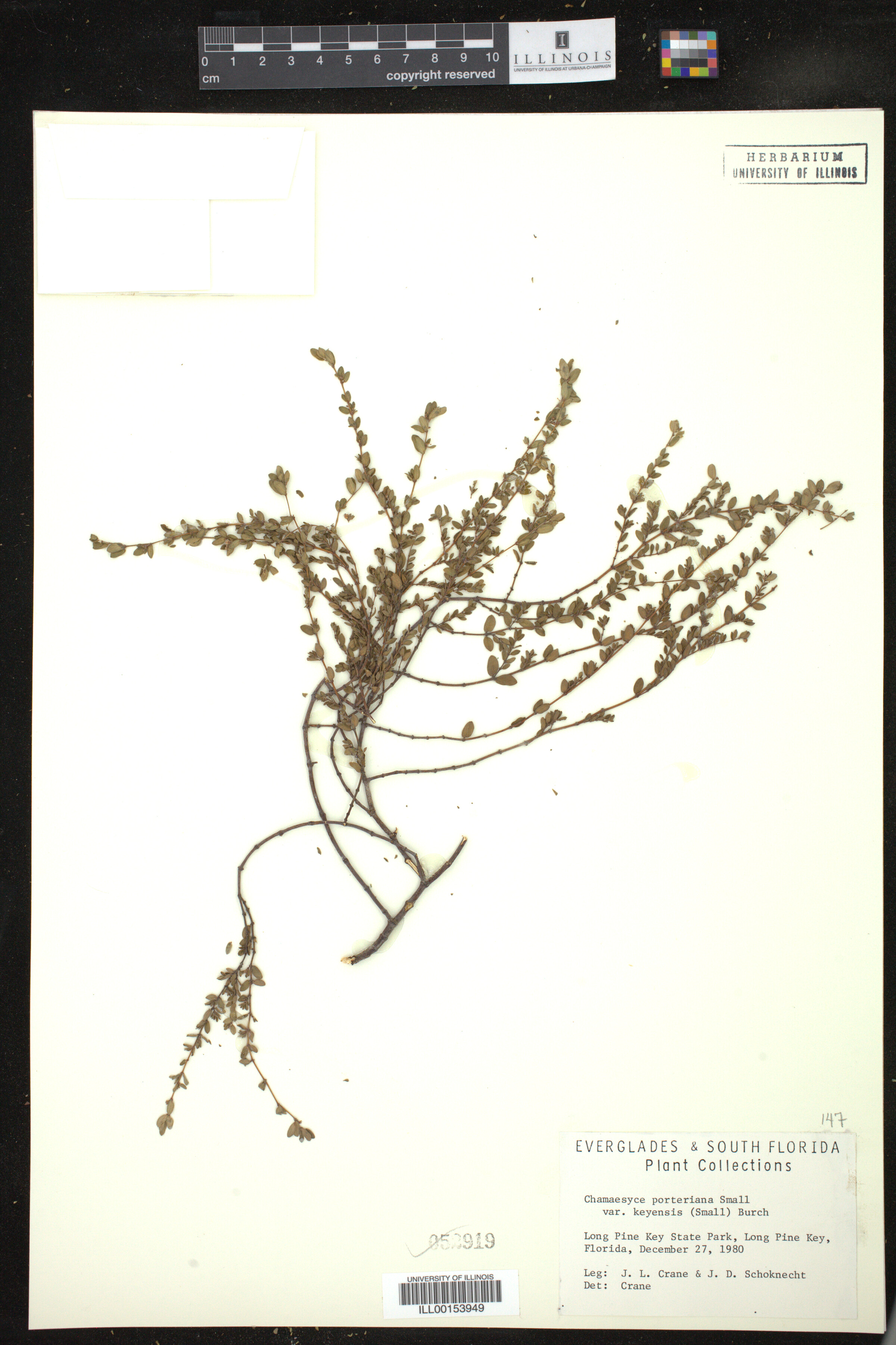 Euphorbia porteriana image