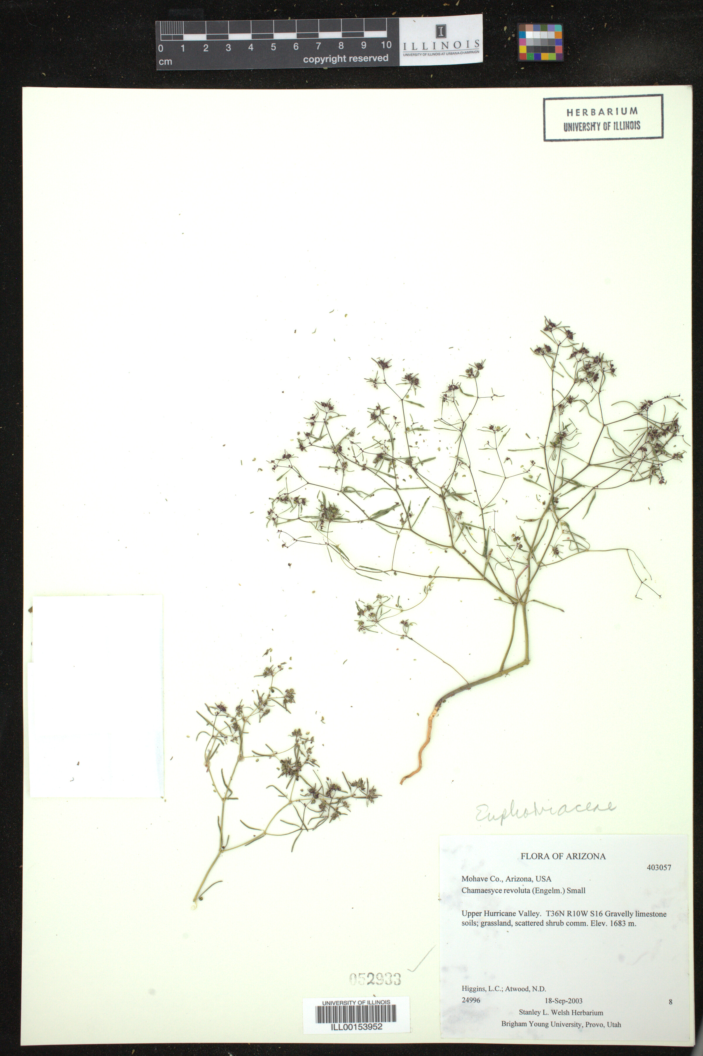 Euphorbia revoluta image